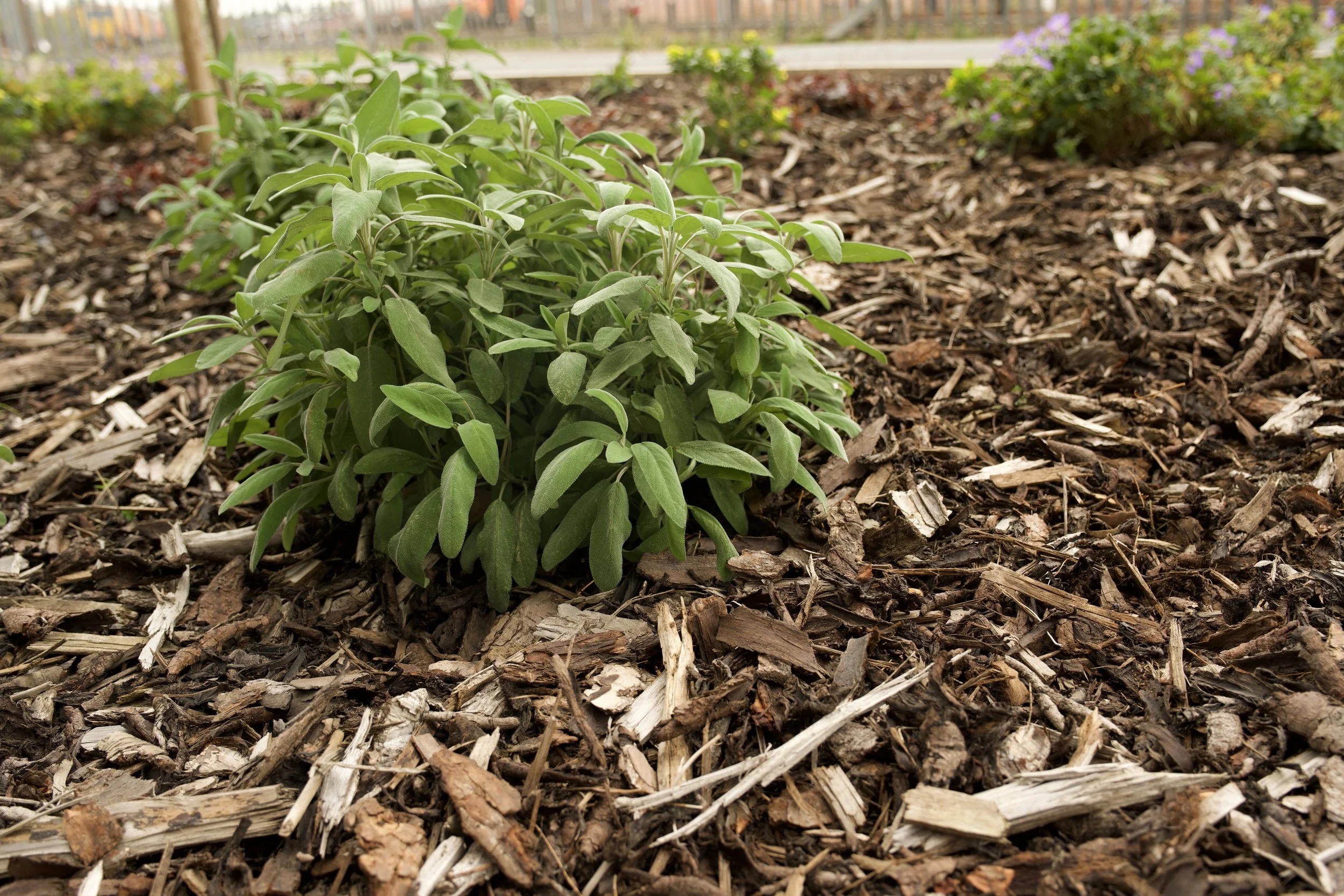  Weed Management    

Across flower beds, hard-standing areas and the use of approved pesticides for maximum control.