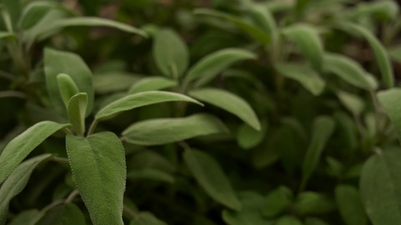 Gardening and Landscaping Services in Worcestershire