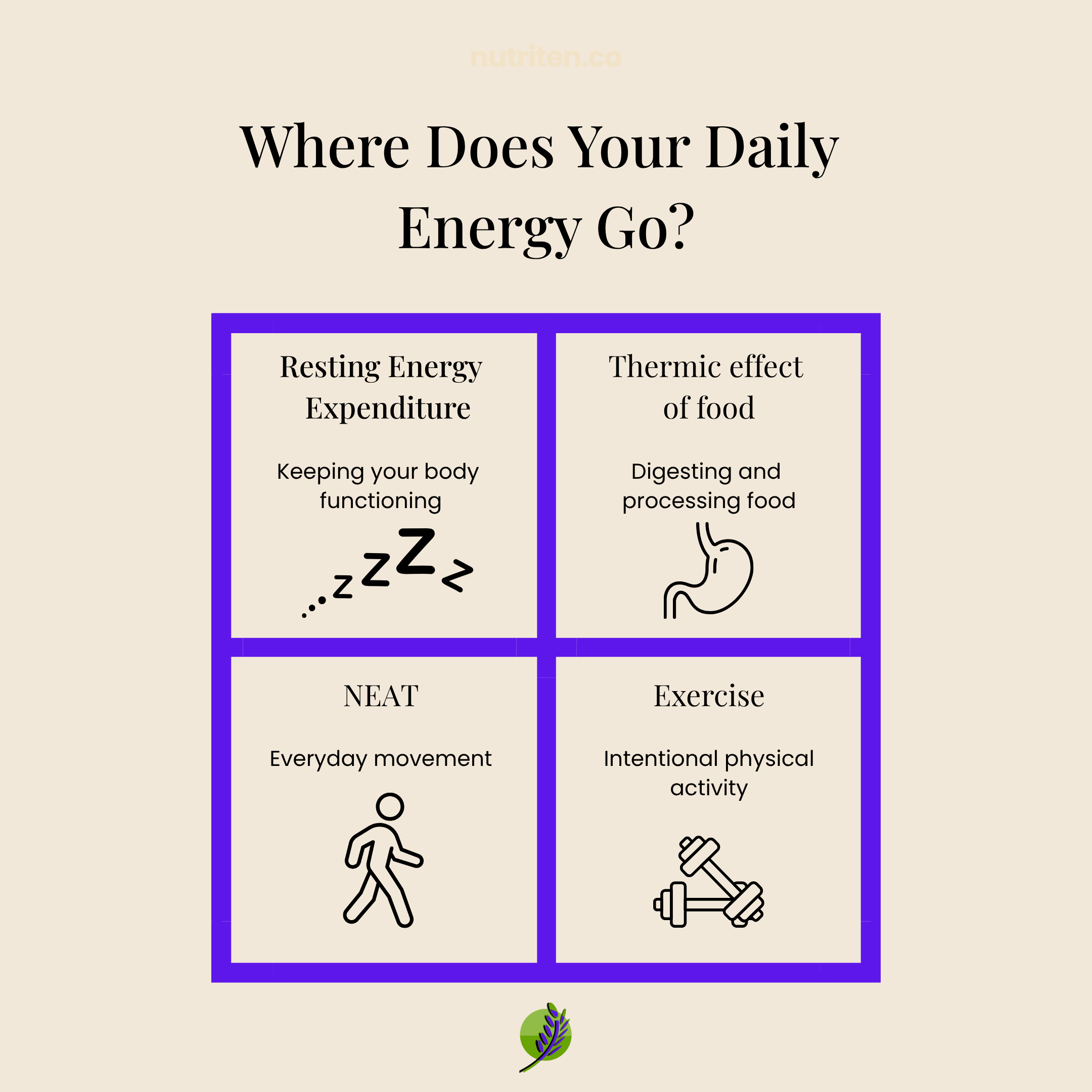 Infographic showing the four main contributors to daily energy expenditure: resting energy use, digestion, everyday movement and intentional exercise.