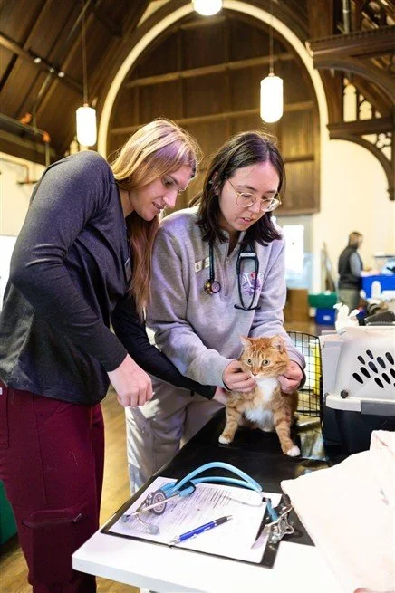 An orange tabby cat sitting on a table for an appointment. Owner and staff member are taking care of cat.