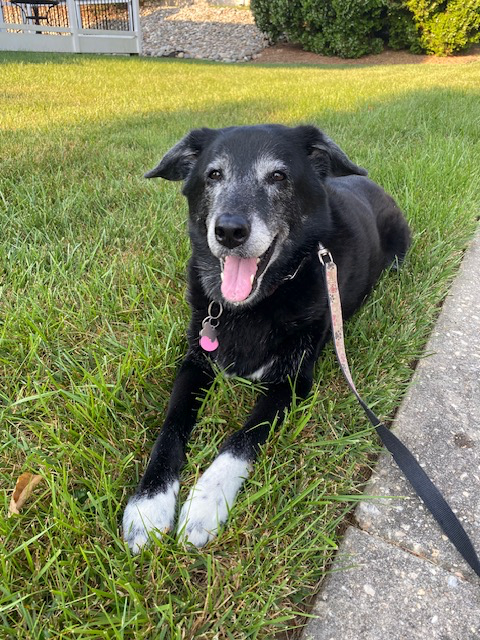 A Dog Poop Story You Didn’t Ask For