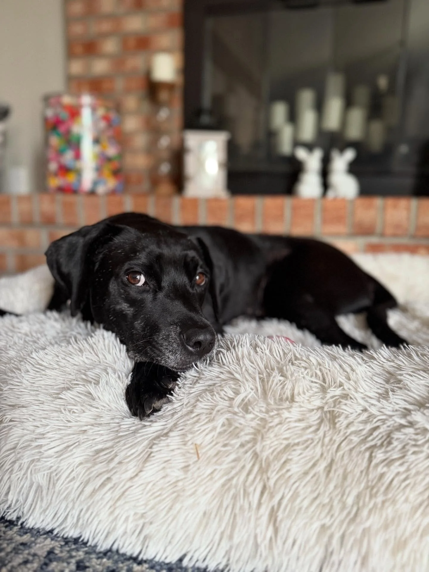 Sweet Willow 🐾❤️

&hellip;also, can you spot the marriage compromise (HINT scroll to last pic) and got a guess on how many are in there?!? 🤪