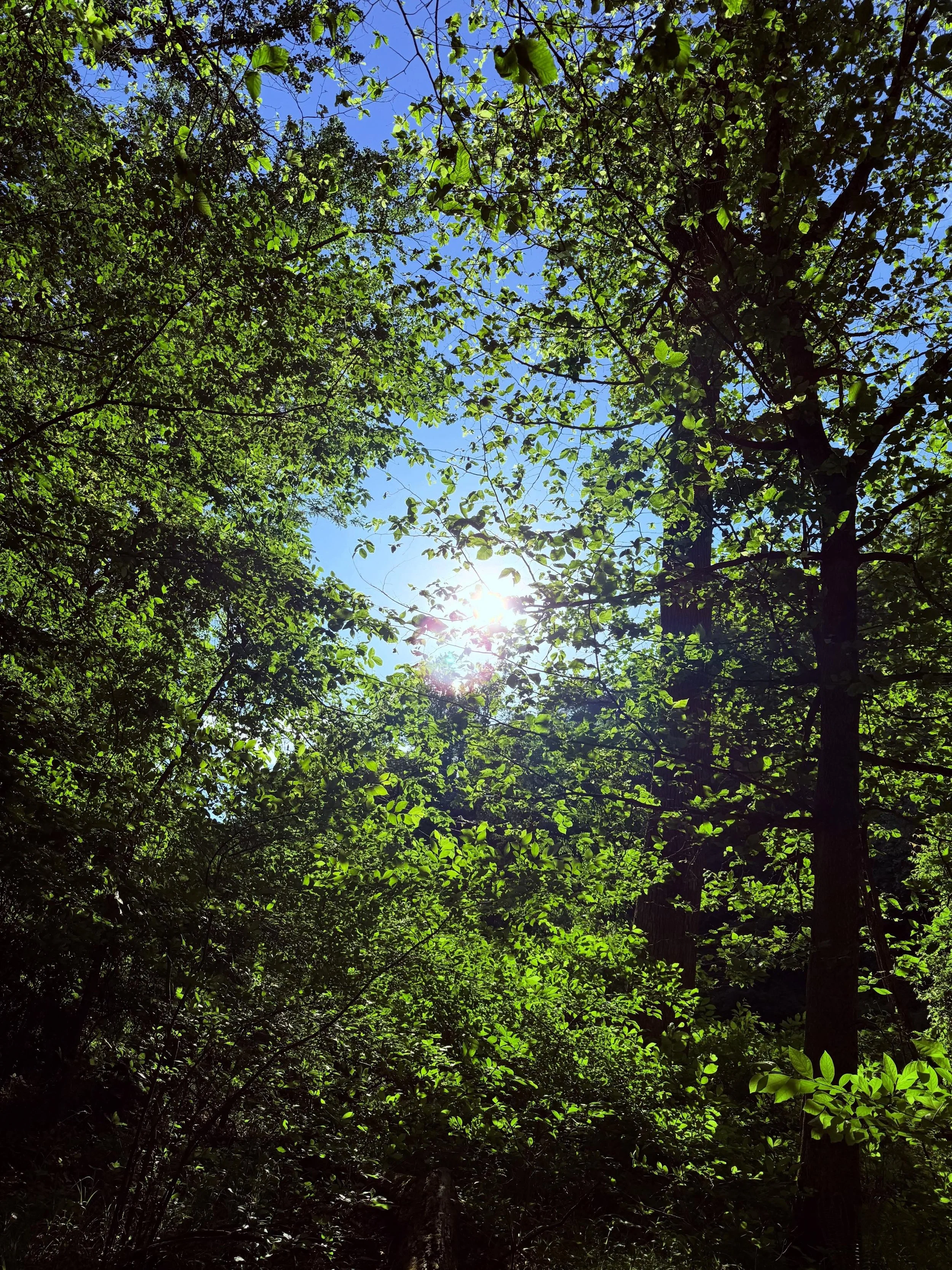 Sun codes &amp; solo hike to reconnect to my soul 🌿☀️ #healingoutloud #embodied #natureheals