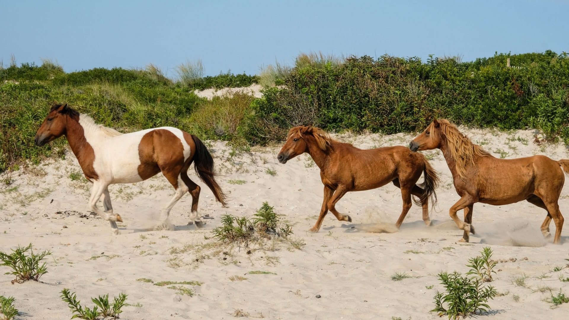 Sand-dunes-scaled-e1648056869592.jpeg