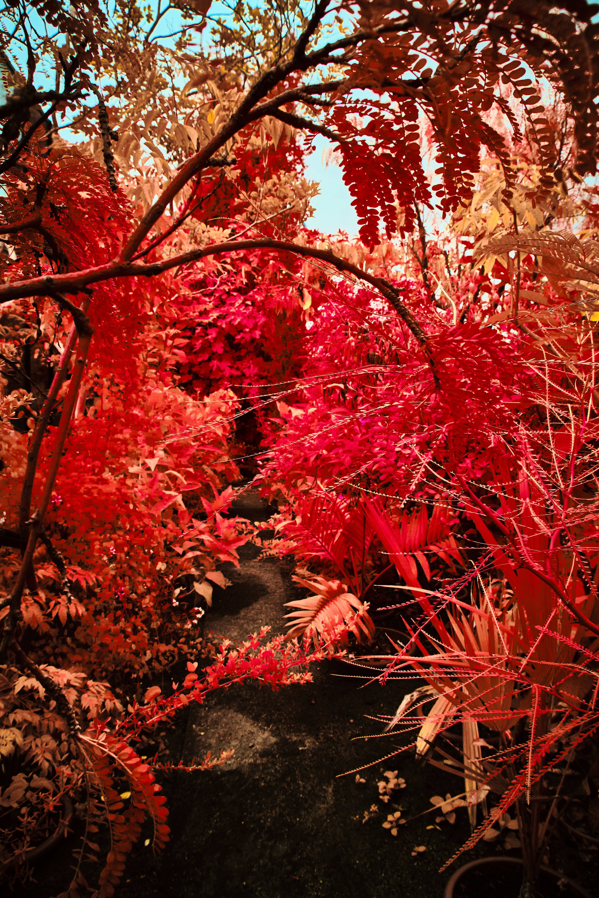 17.08.2026 Botanischer Garten 159.jpg