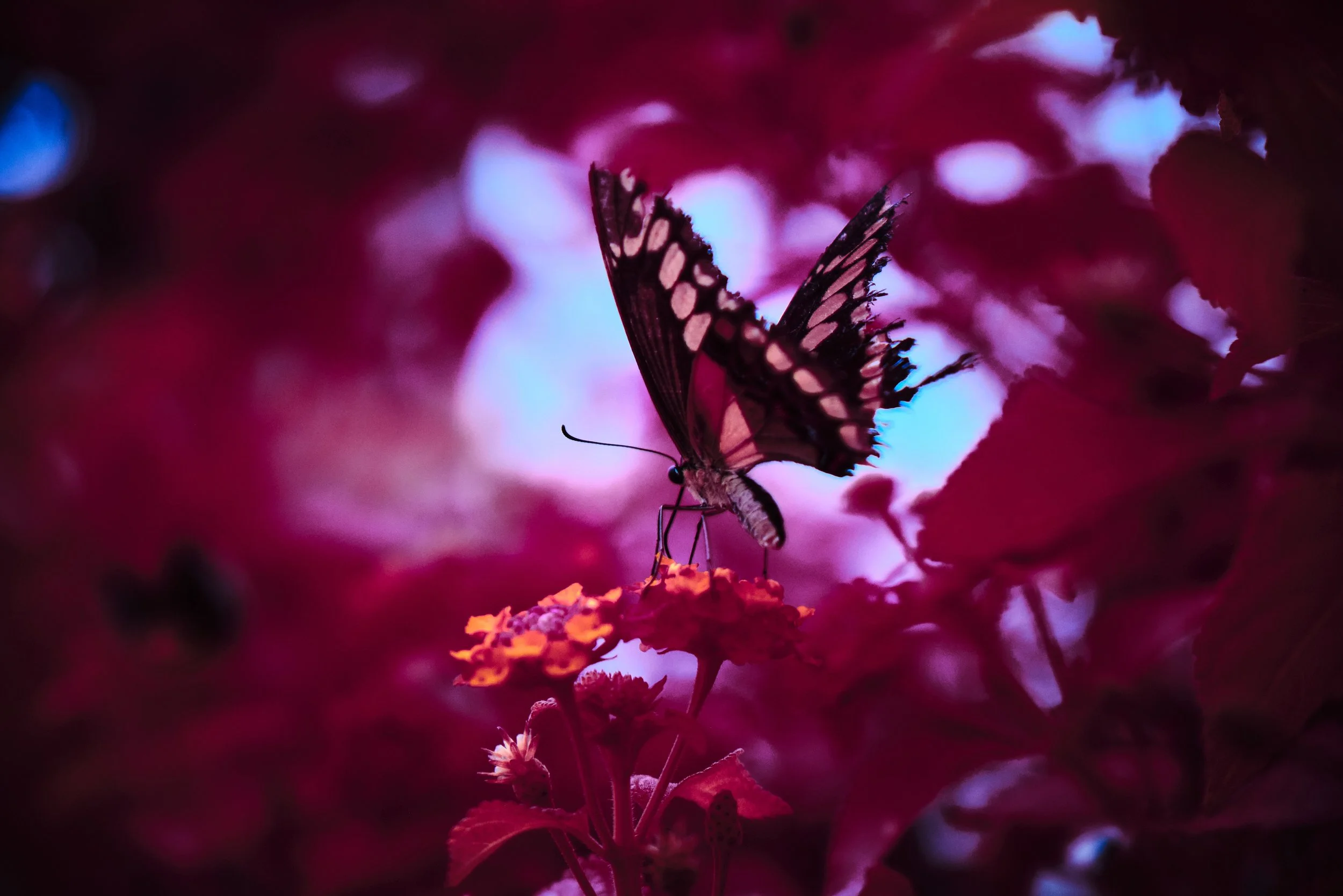 17.08.2026 Botanischer Garten 49.jpg