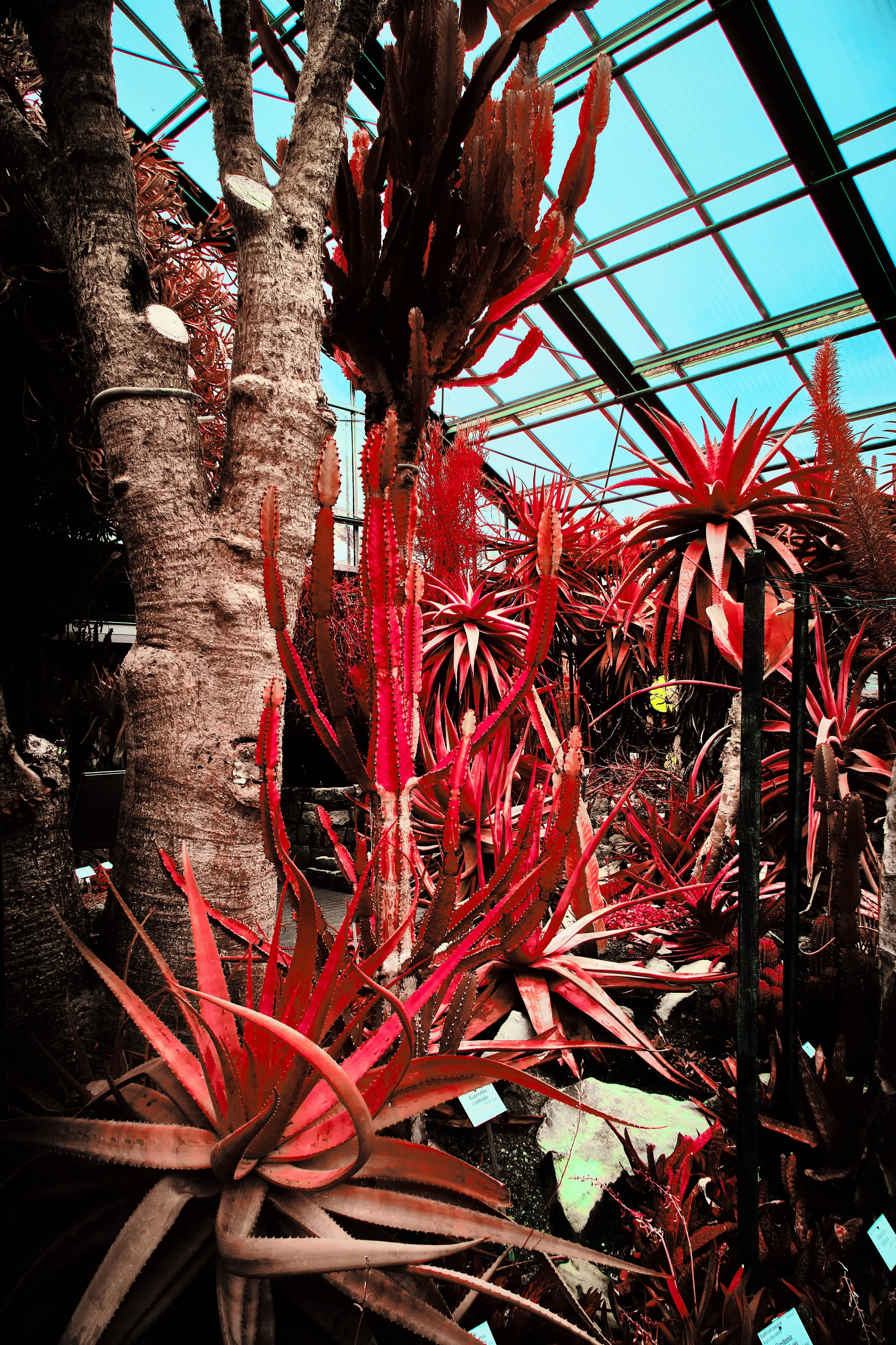 17.08.2026 Botanischer Garten 102.jpg