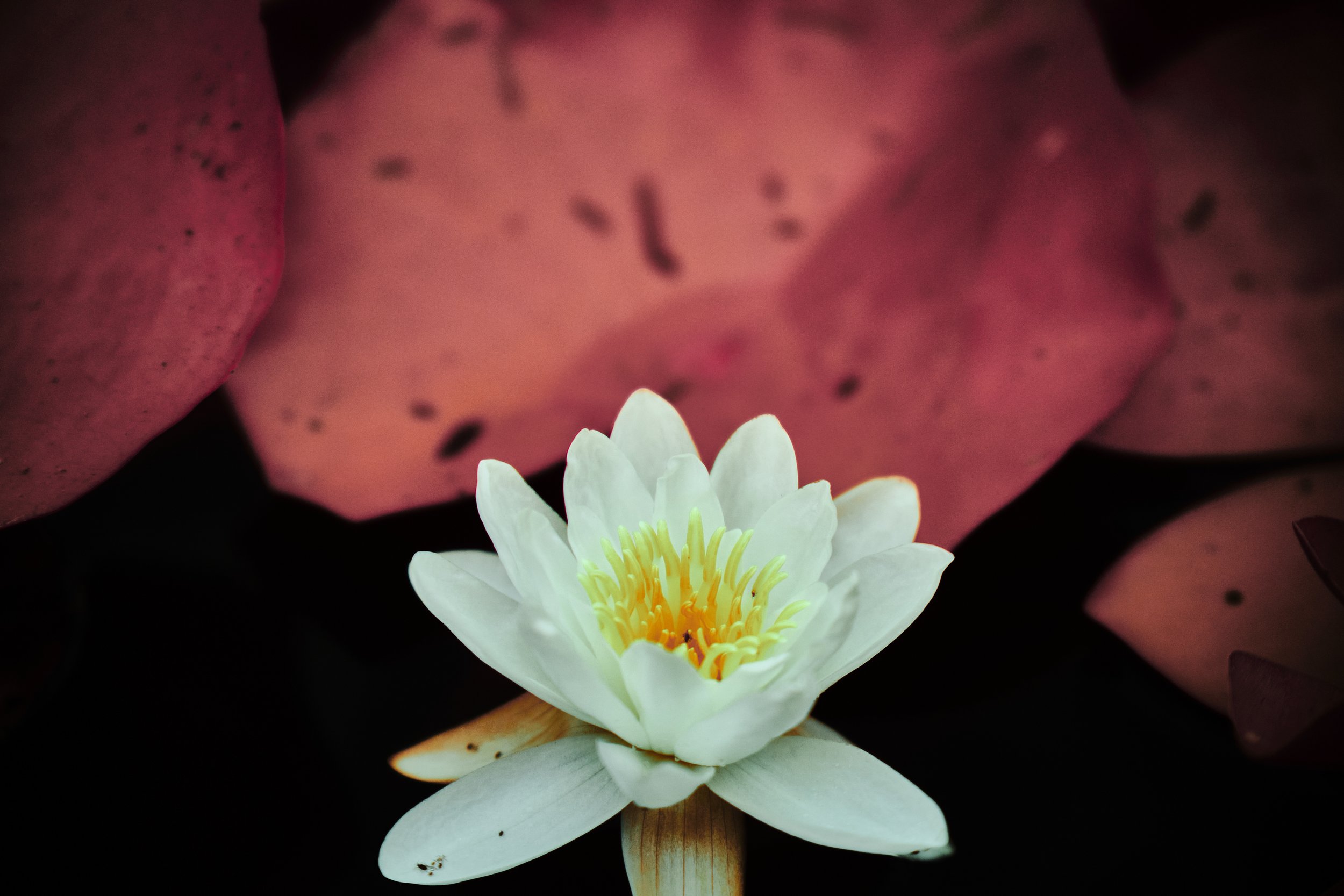 17.08.2026 Botanischer Garten 37.jpg