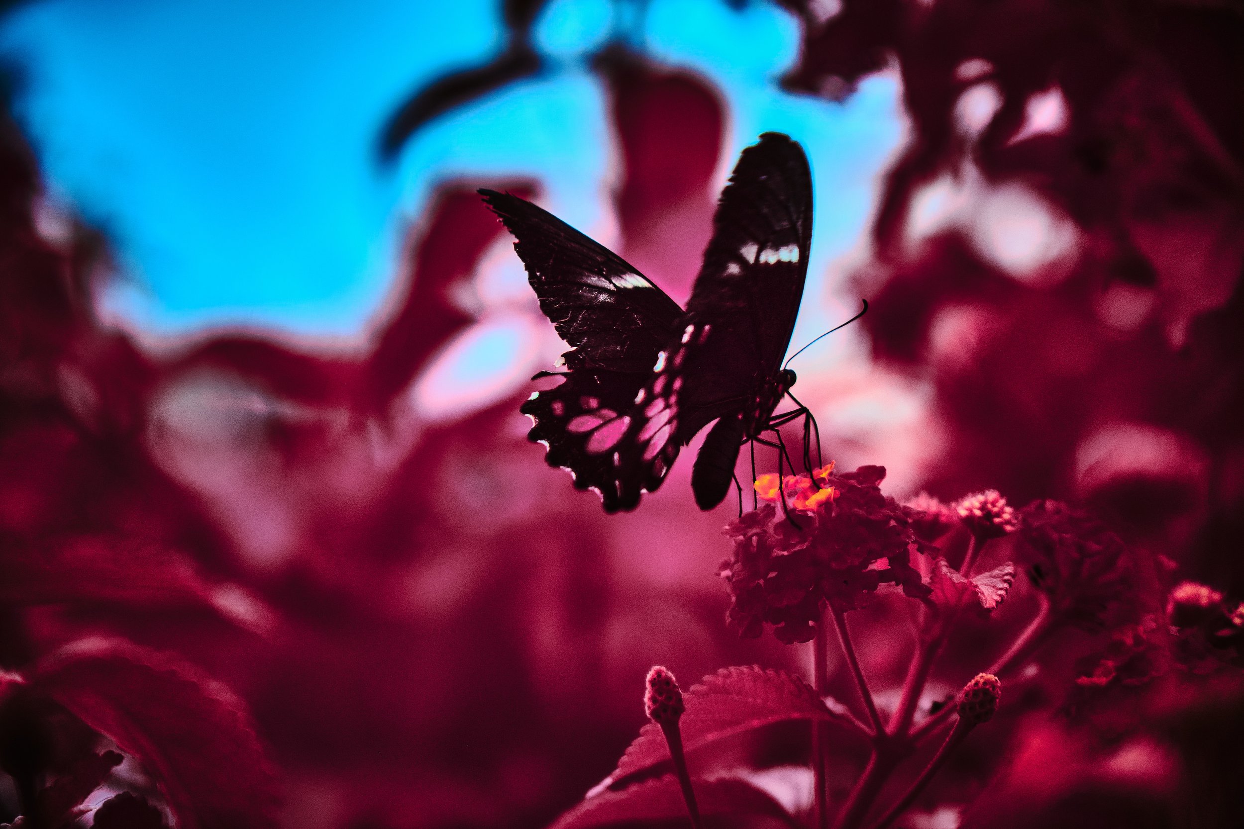 17.08.2026 Botanischer Garten 48.jpg