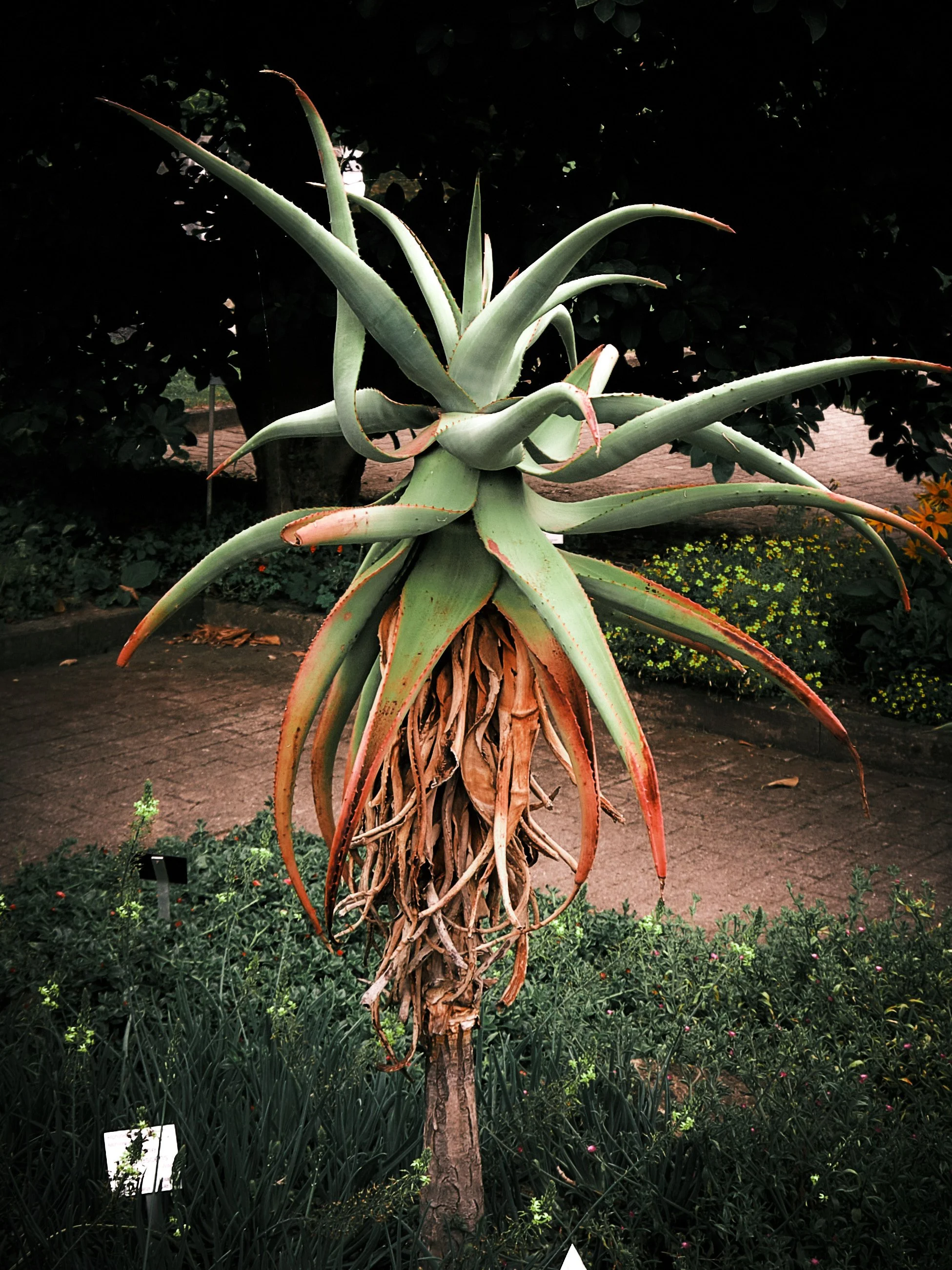 17.08.2026 Botanischer Garten (Anja) 5.jpg