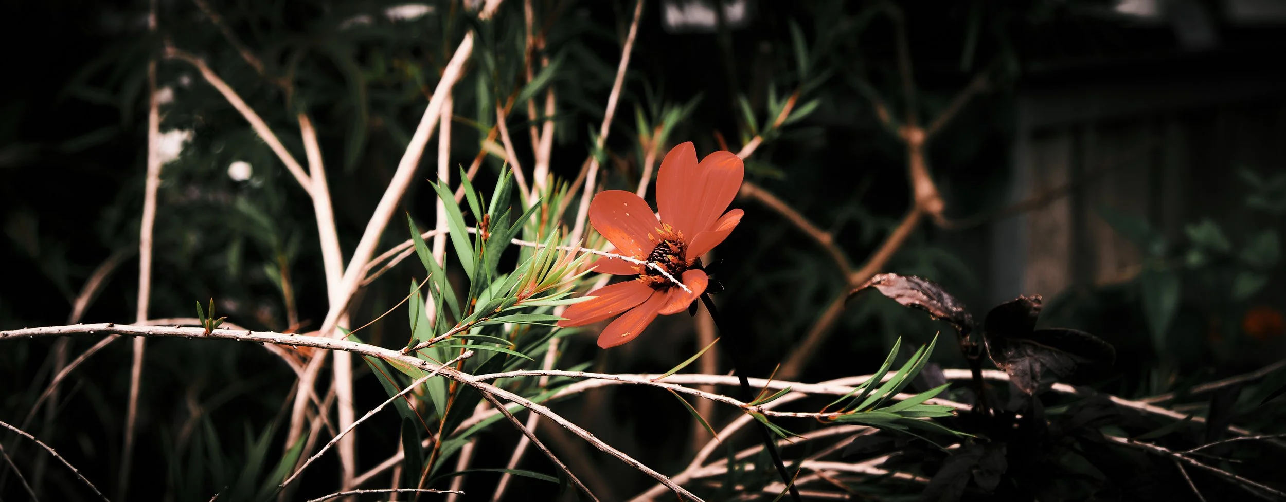 17.08.2026 Botanischer Garten (Anja) 13.jpg