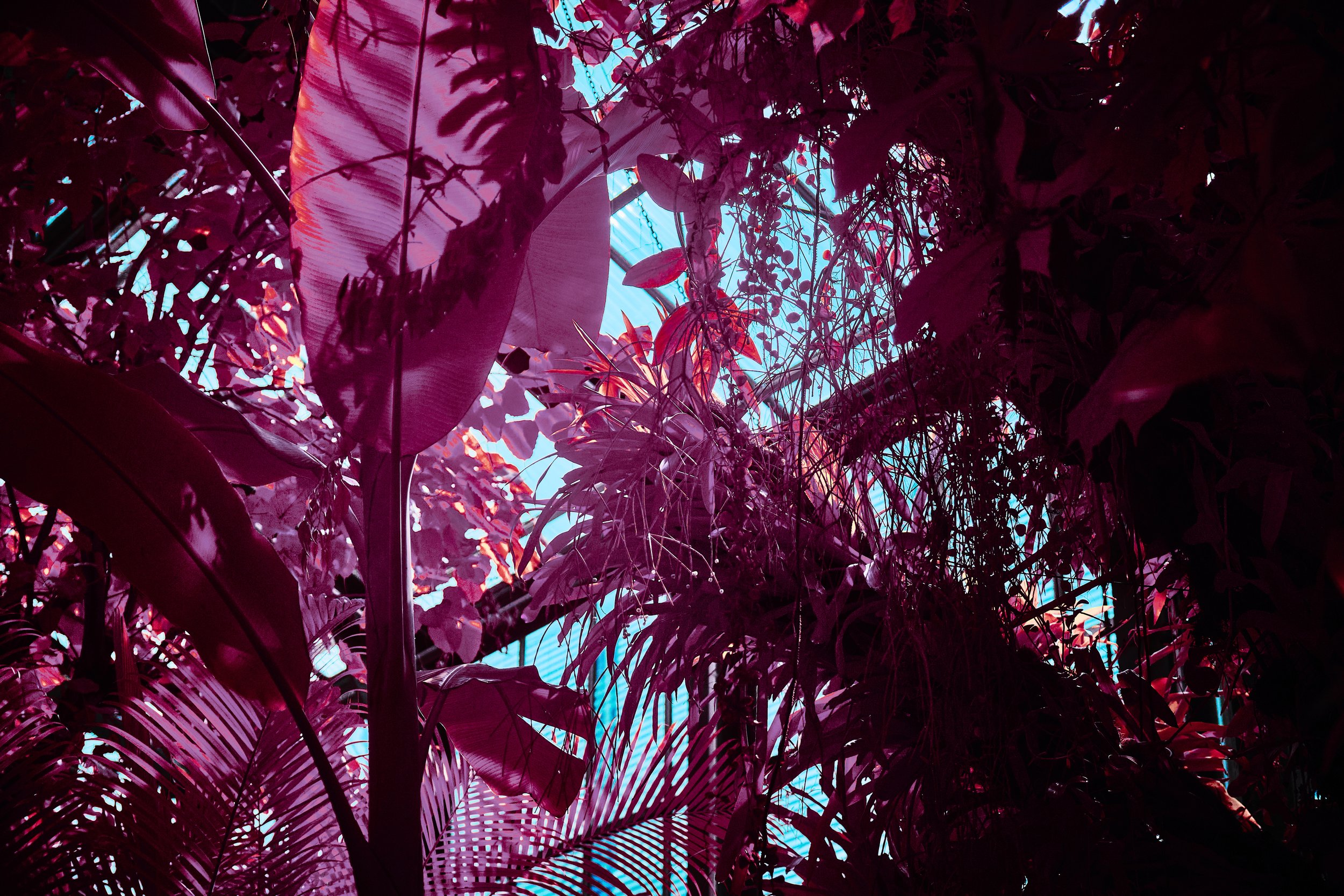 17.08.2026 Botanischer Garten 149.jpg