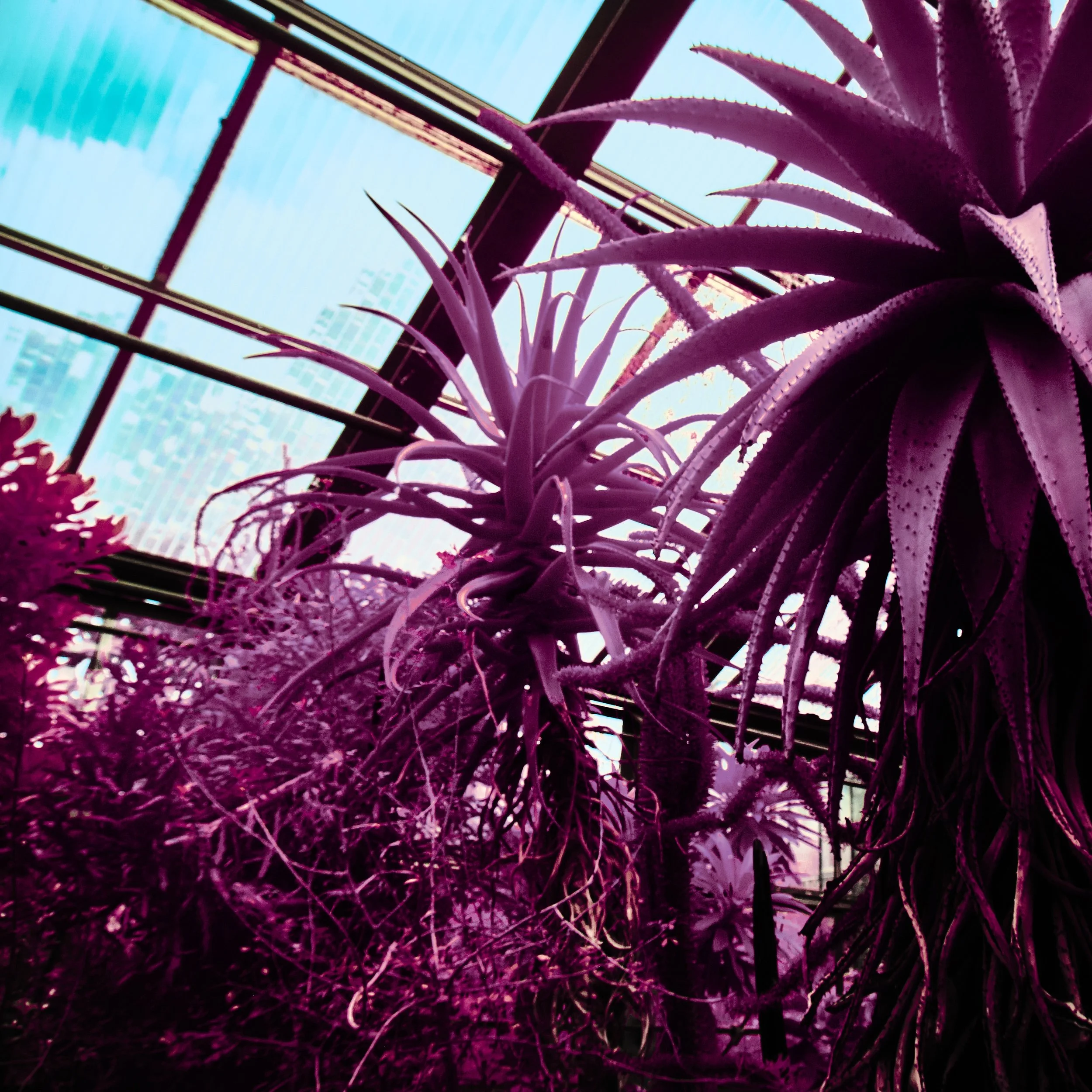 17.08.2026 Botanischer Garten 95.jpg