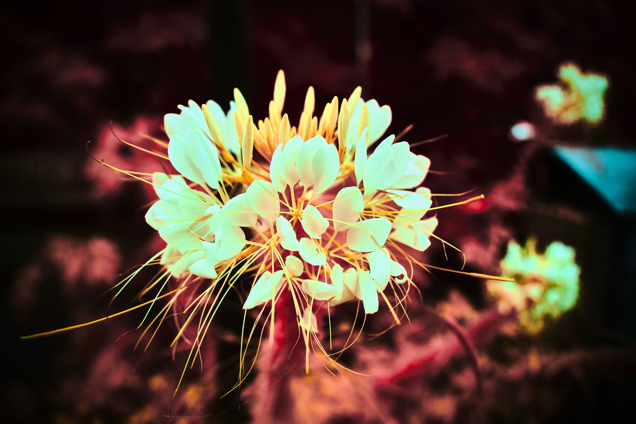 17.08.2026 Botanischer Garten 25.jpg