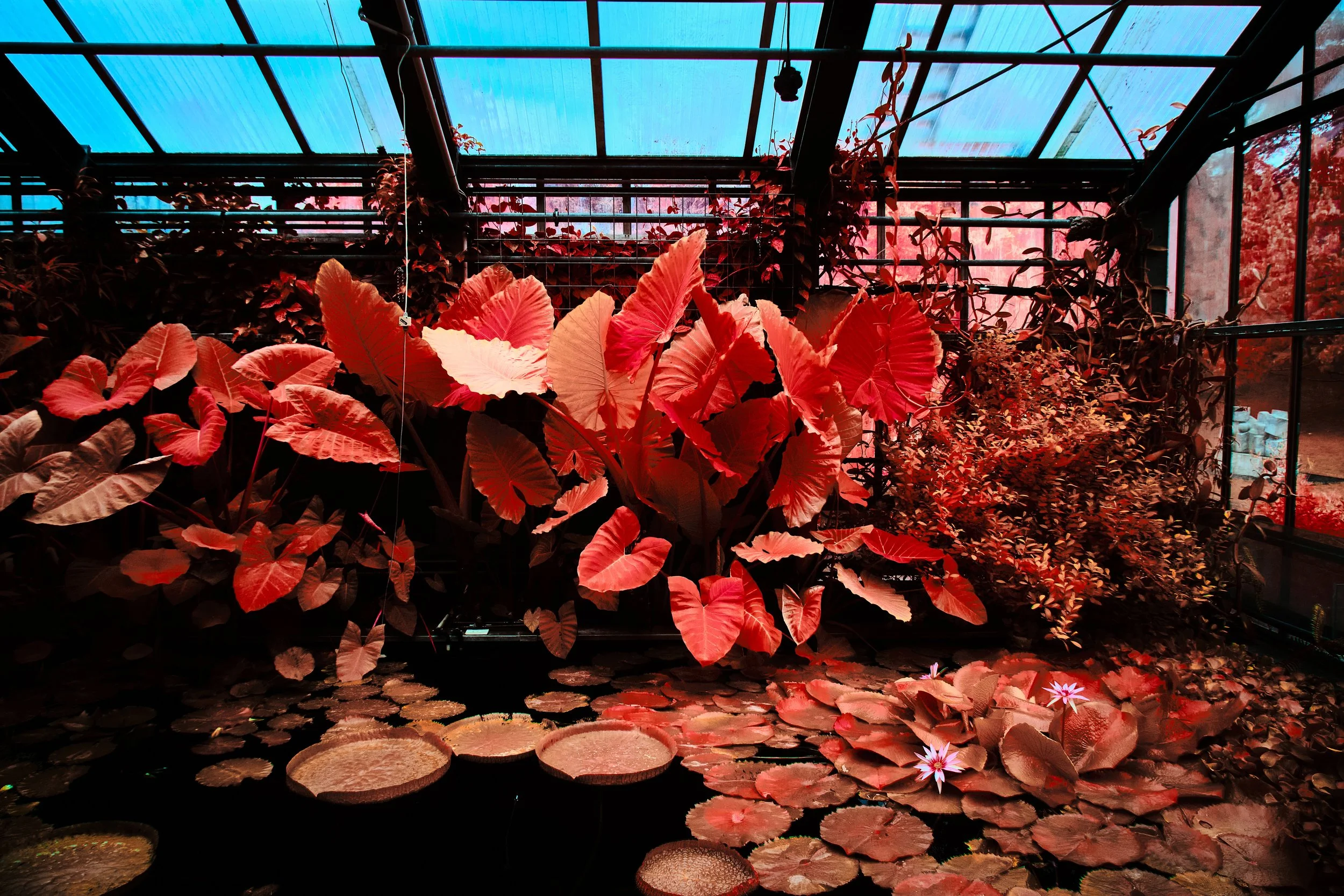 17.08.2026 Botanischer Garten 114.jpg