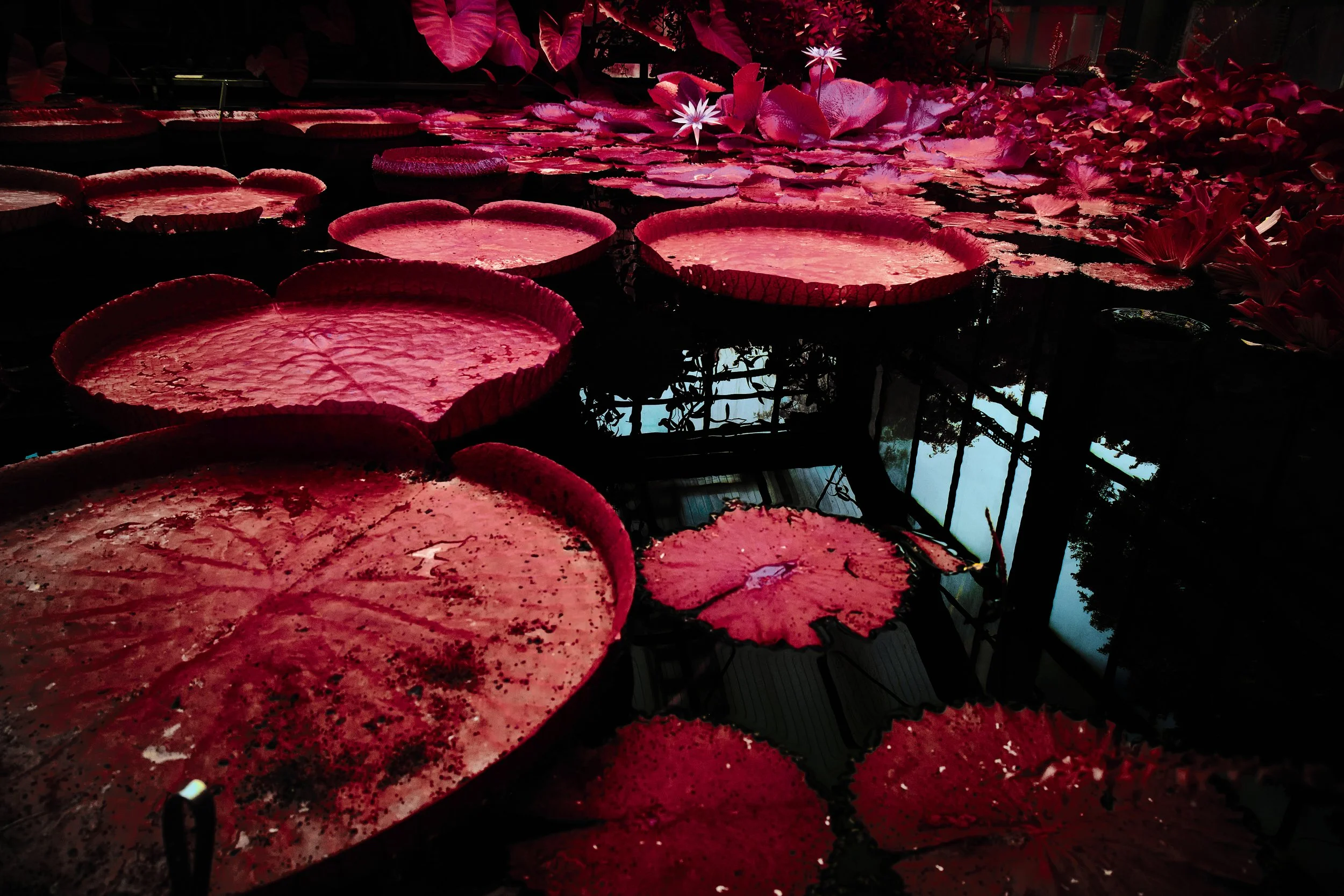 17.08.2026 Botanischer Garten 119.jpg