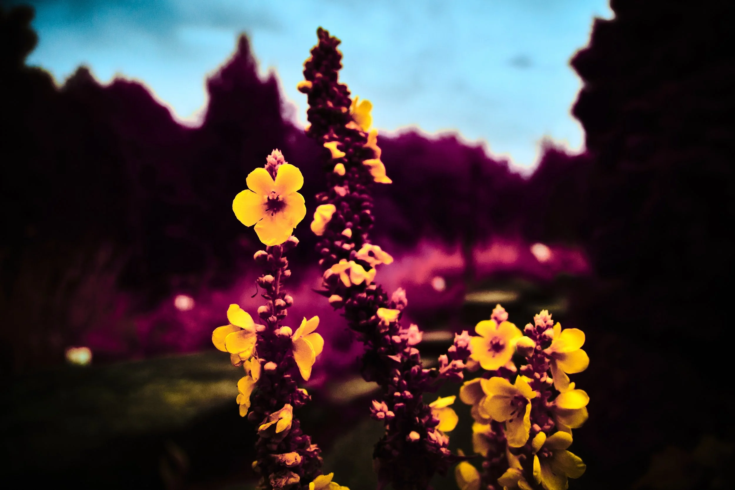 17.08.2026 Botanischer Garten 14.jpg