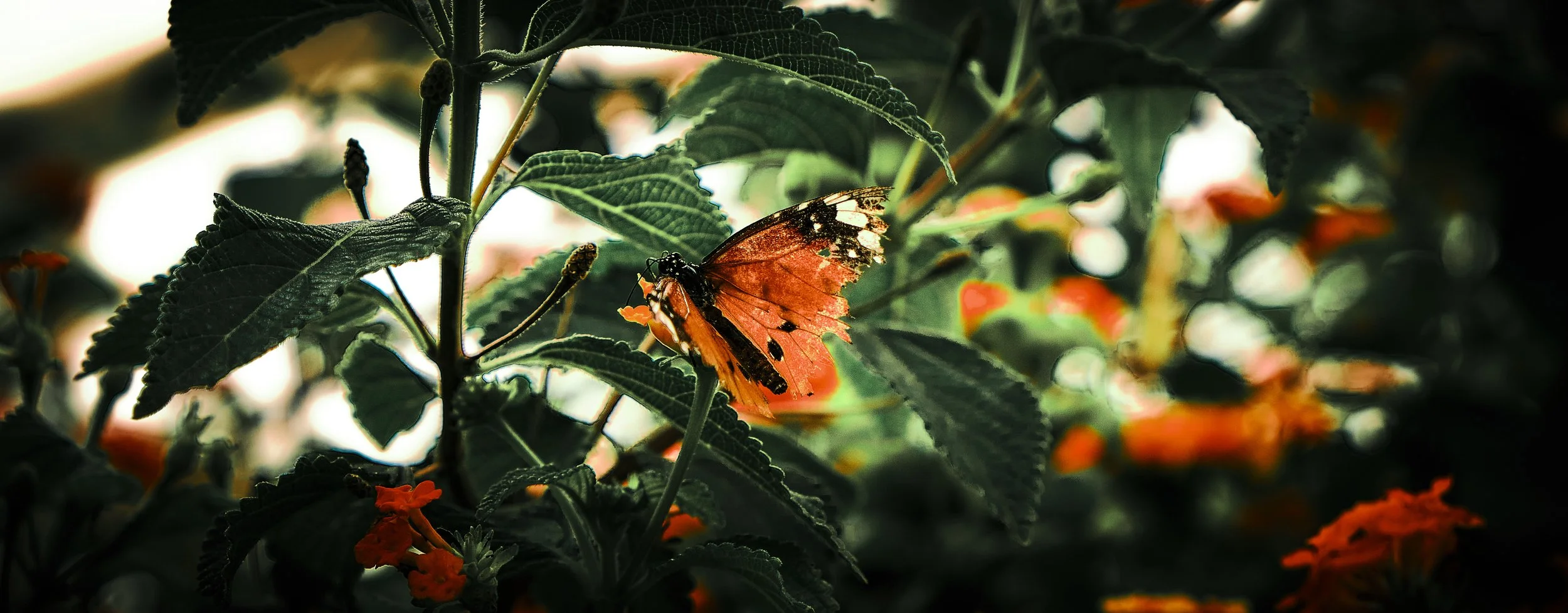 17.08.2026 Botanischer Garten (Anja) 30.jpg
