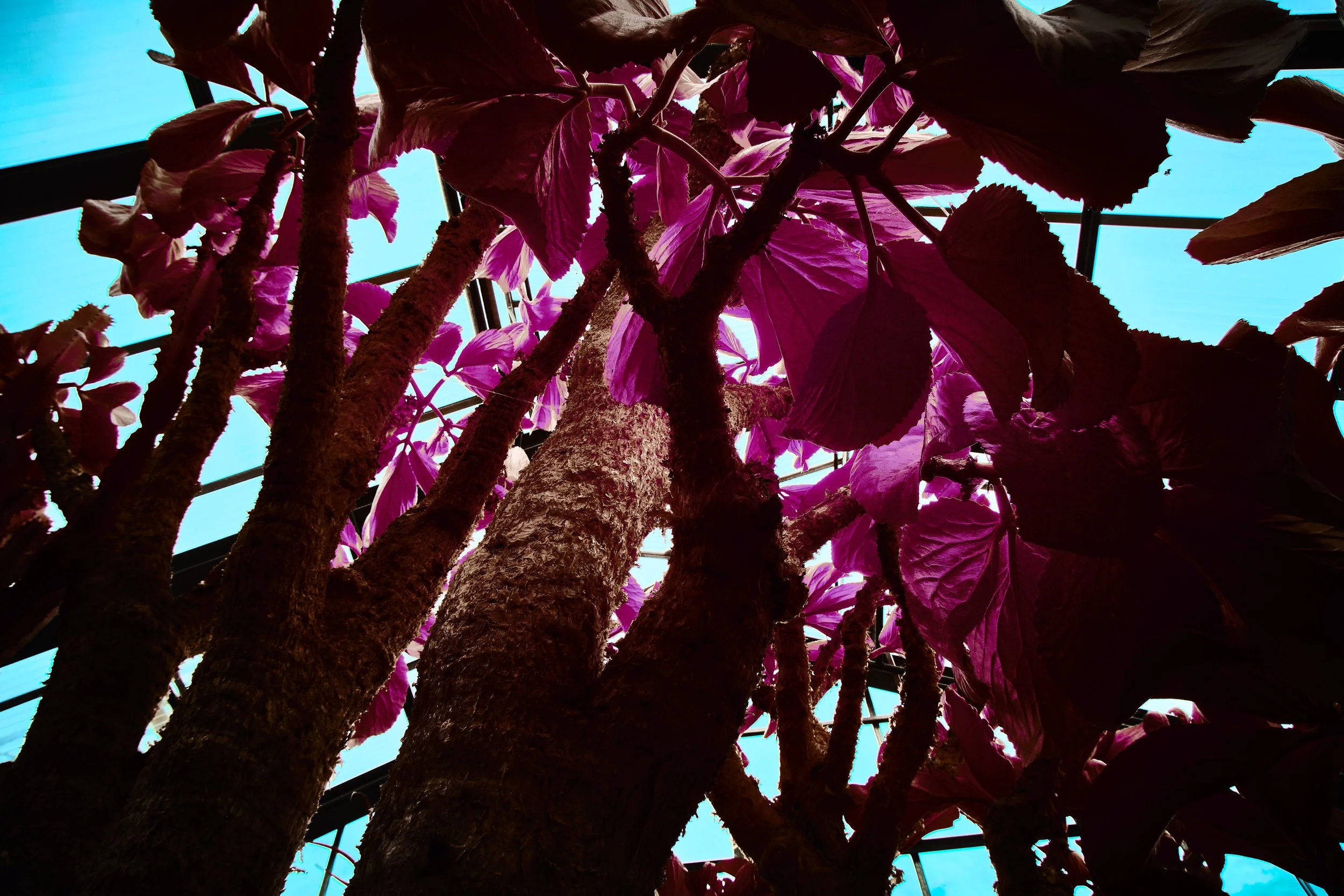 17.08.2026 Botanischer Garten 98.jpg