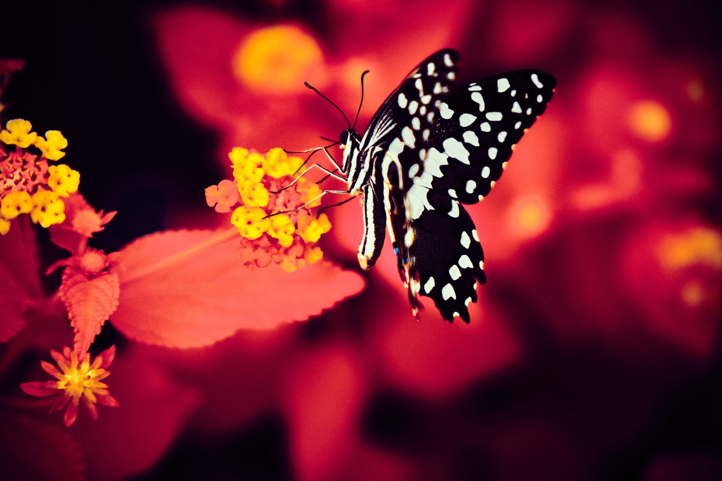 17.08.2026 Botanischer Garten 55.jpg