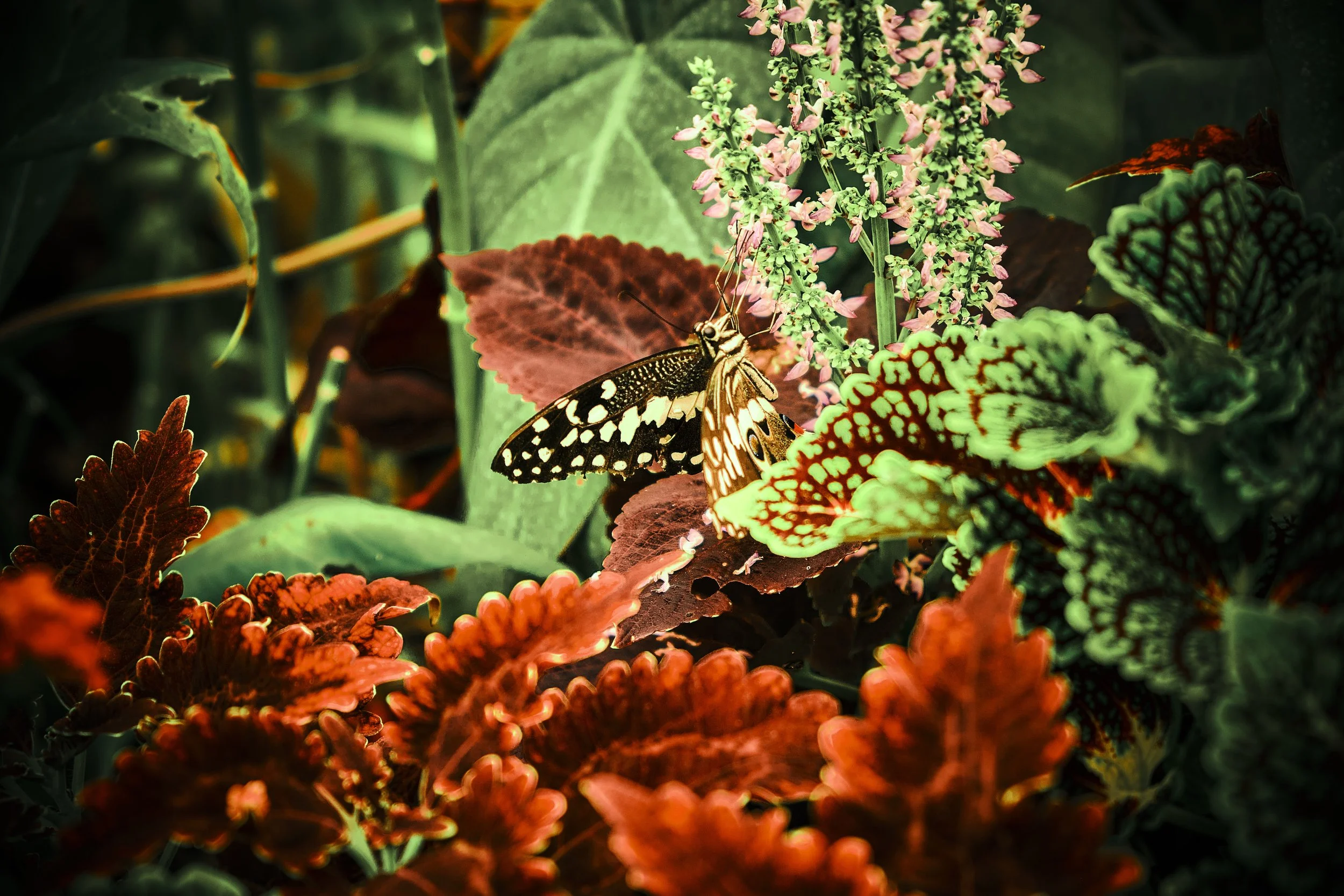17.08.2026 Botanischer Garten (Anja) 35.jpg