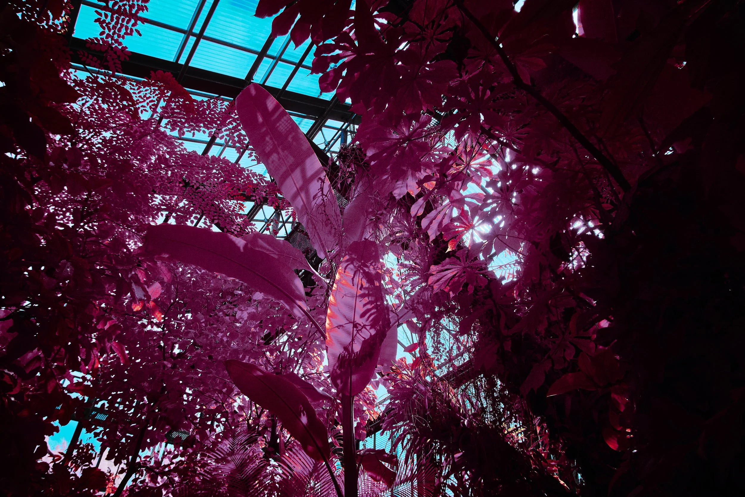 17.08.2026 Botanischer Garten 153.jpg