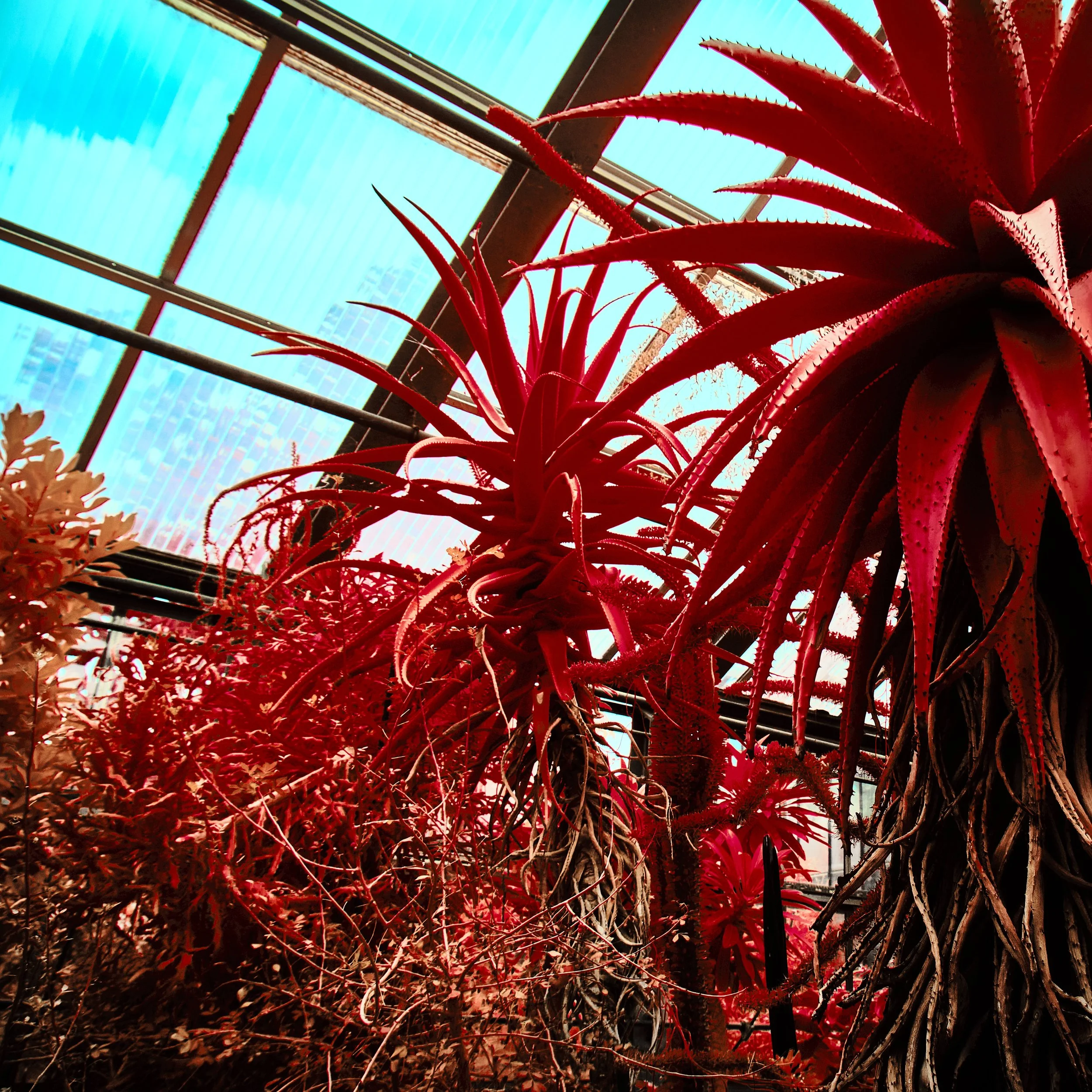 17.08.2026 Botanischer Garten 94.jpg