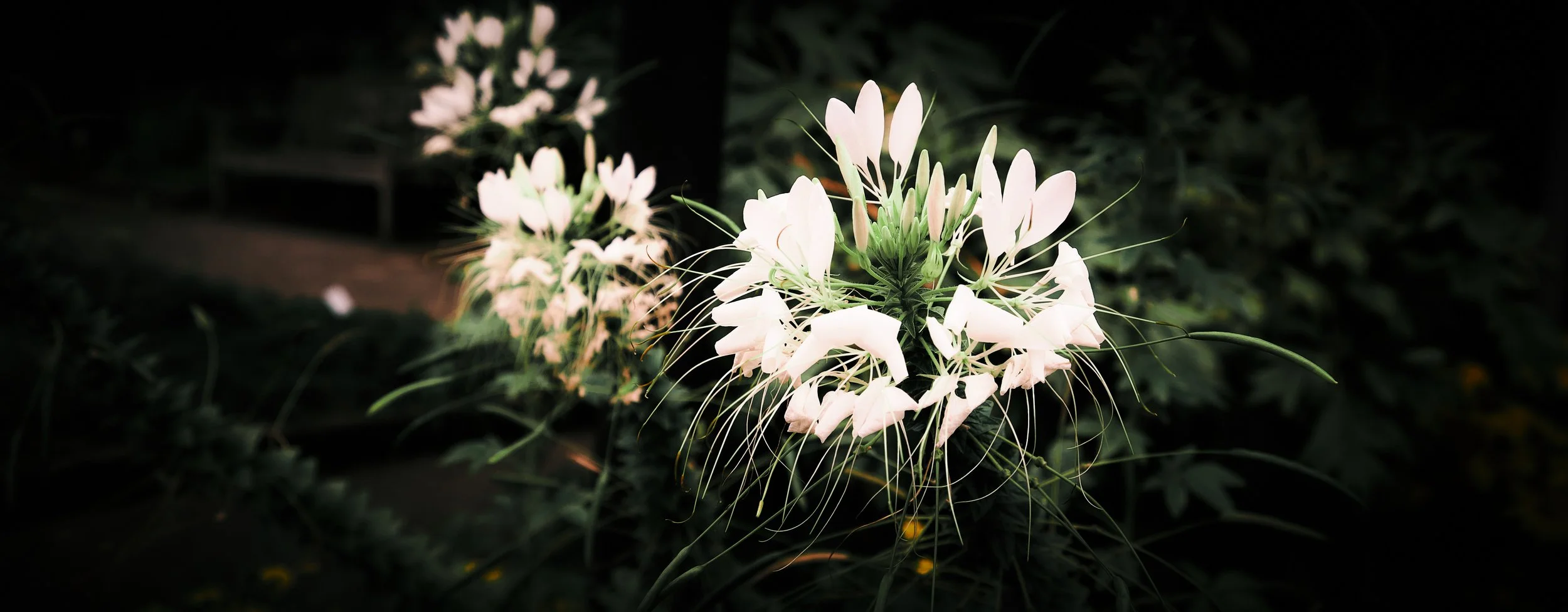 17.08.2026 Botanischer Garten (Anja) 6.jpg
