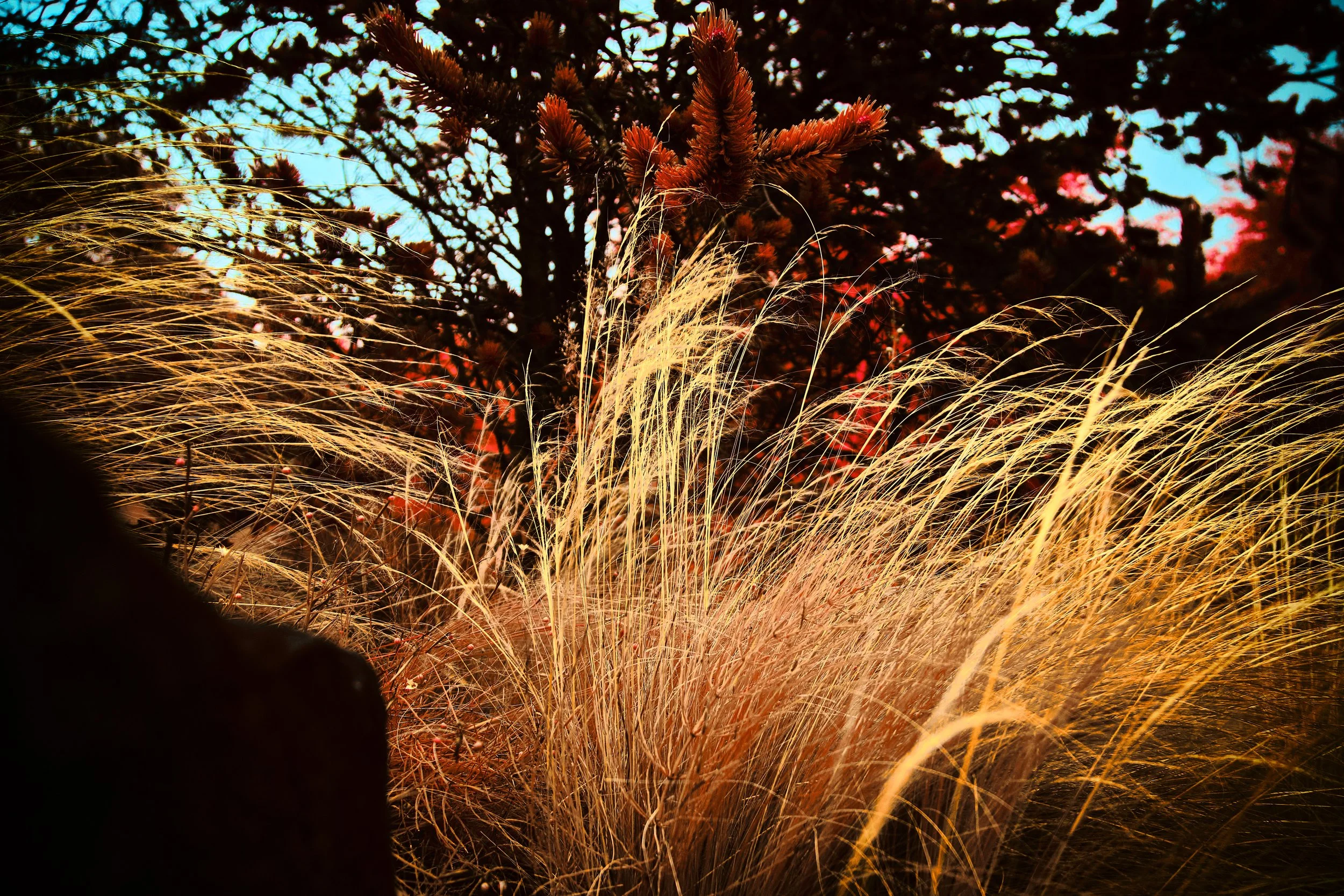 17.08.2026 Botanischer Garten 16.jpg