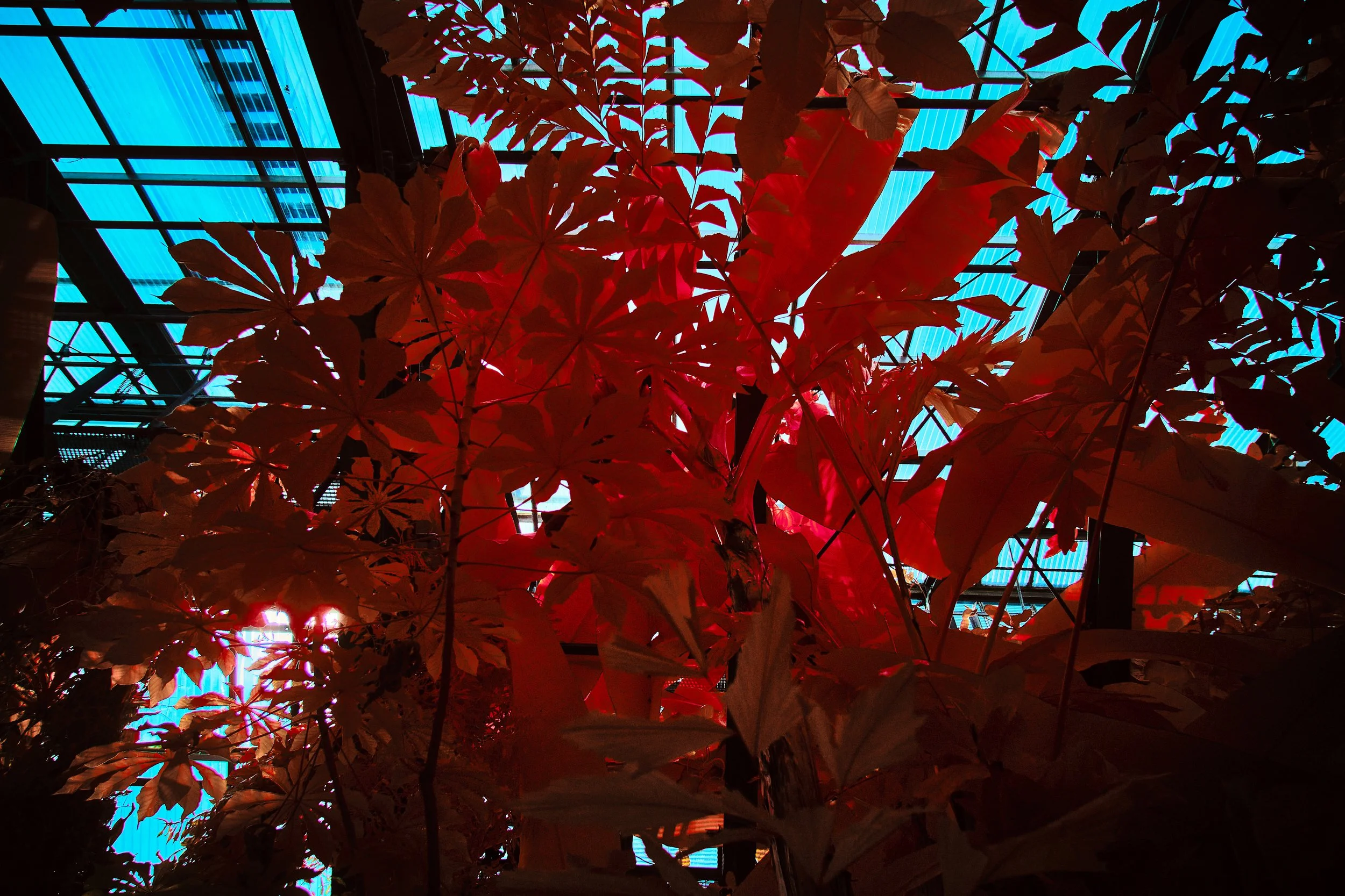 17.08.2026 Botanischer Garten 144.jpg