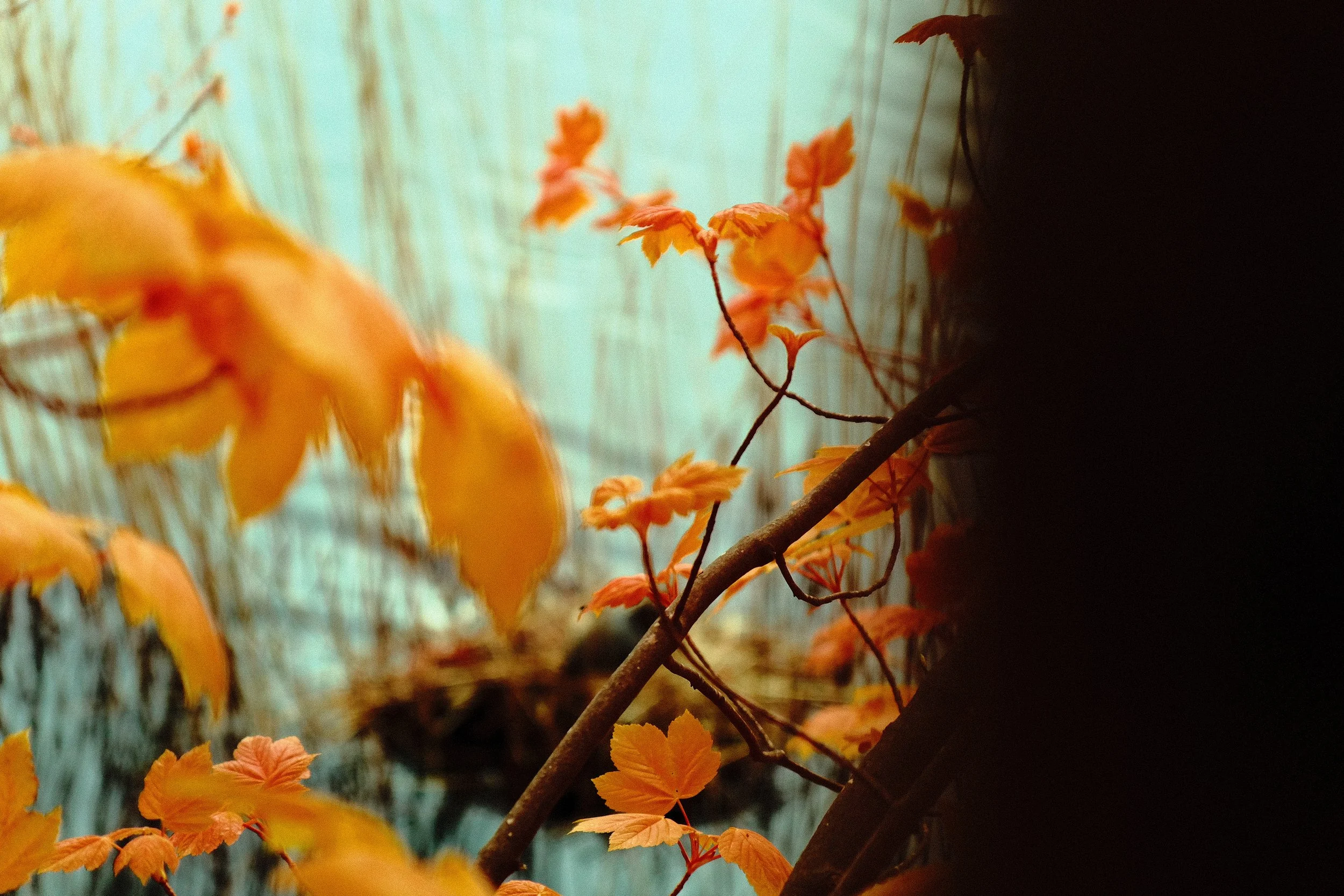 DSCF4389.JPG