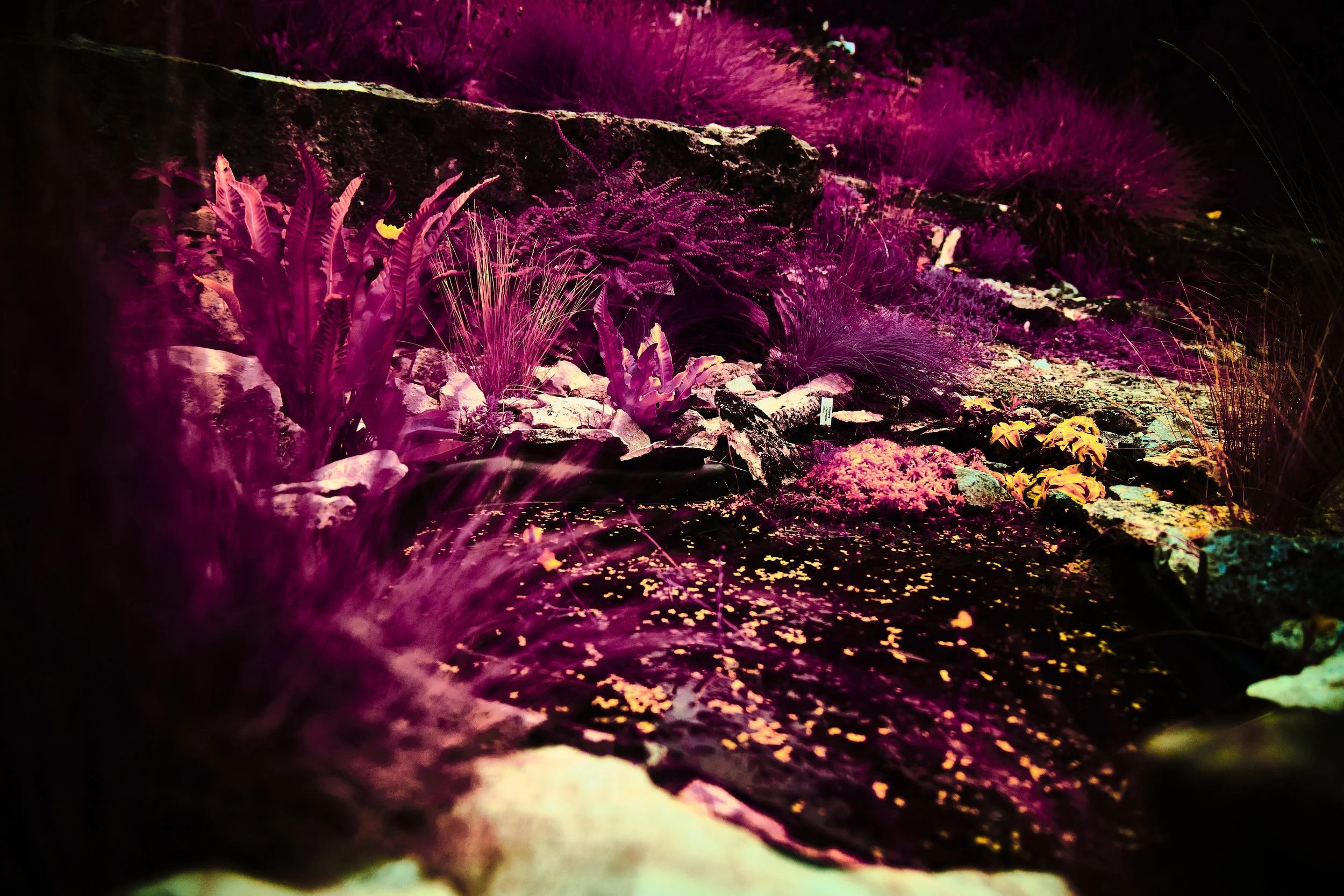 17.08.2026 Botanischer Garten 13.jpg