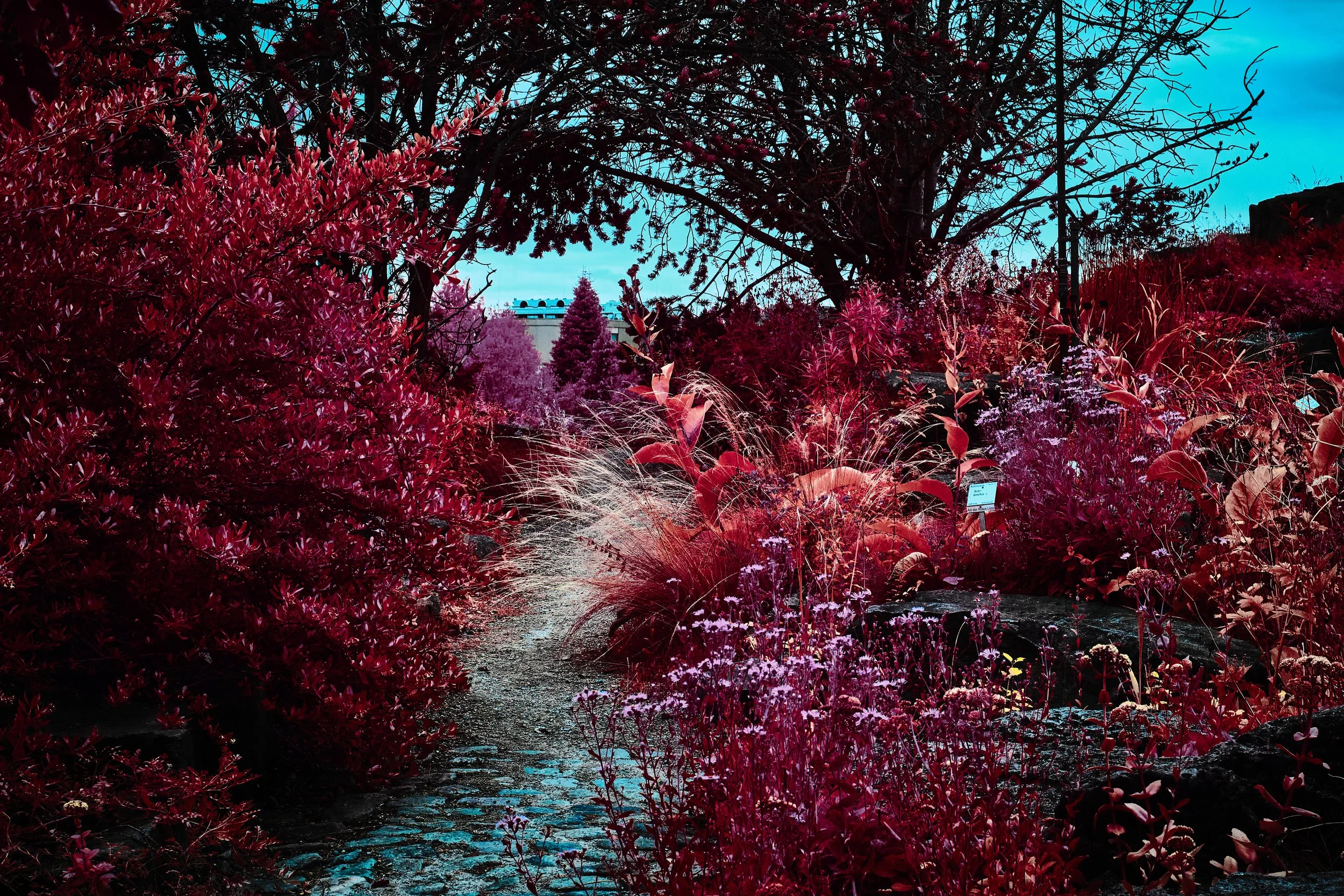 17.08.2026 Botanischer Garten 167.jpg