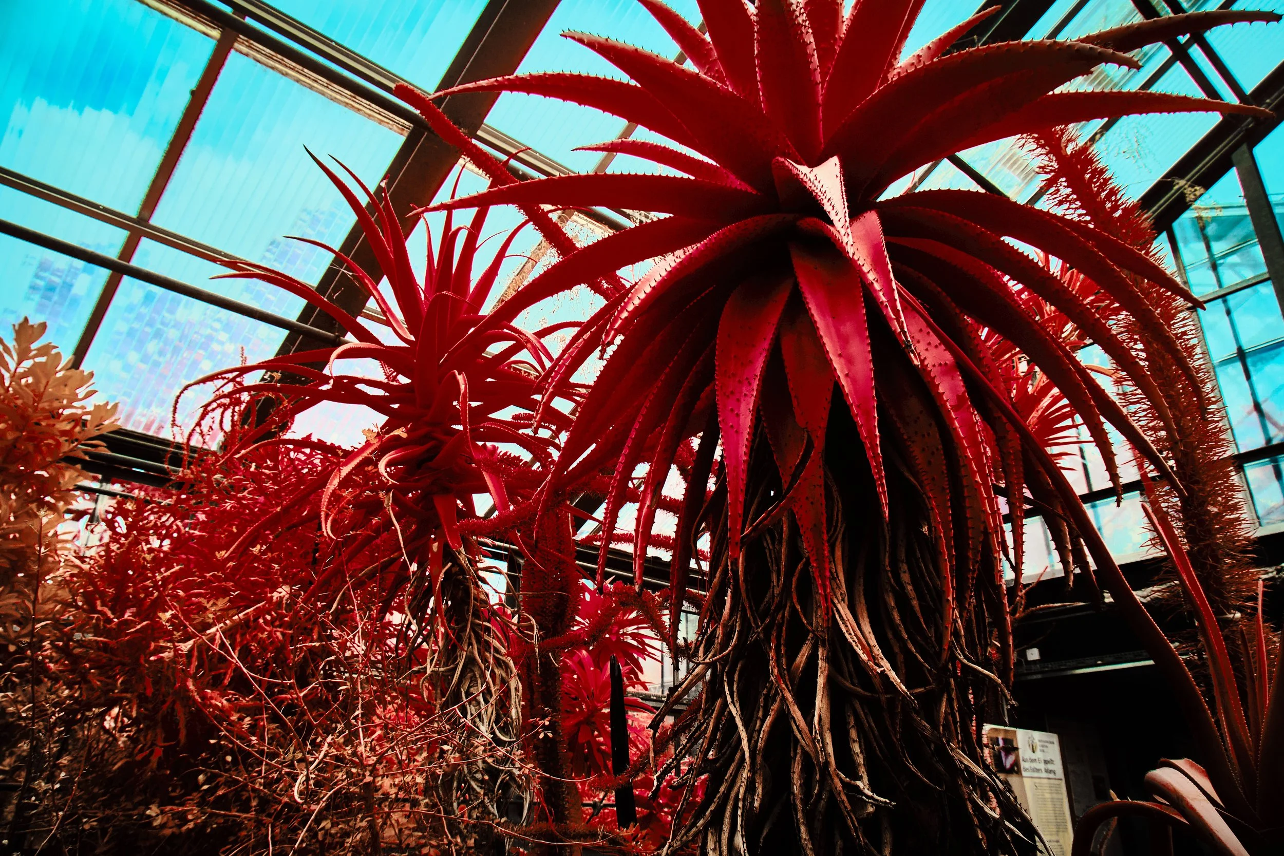 17.08.2026 Botanischer Garten 93.jpg