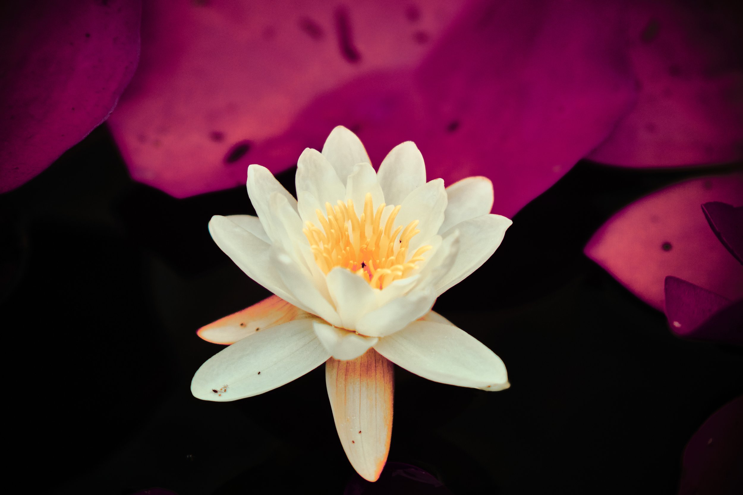 17.08.2026 Botanischer Garten 36.jpg