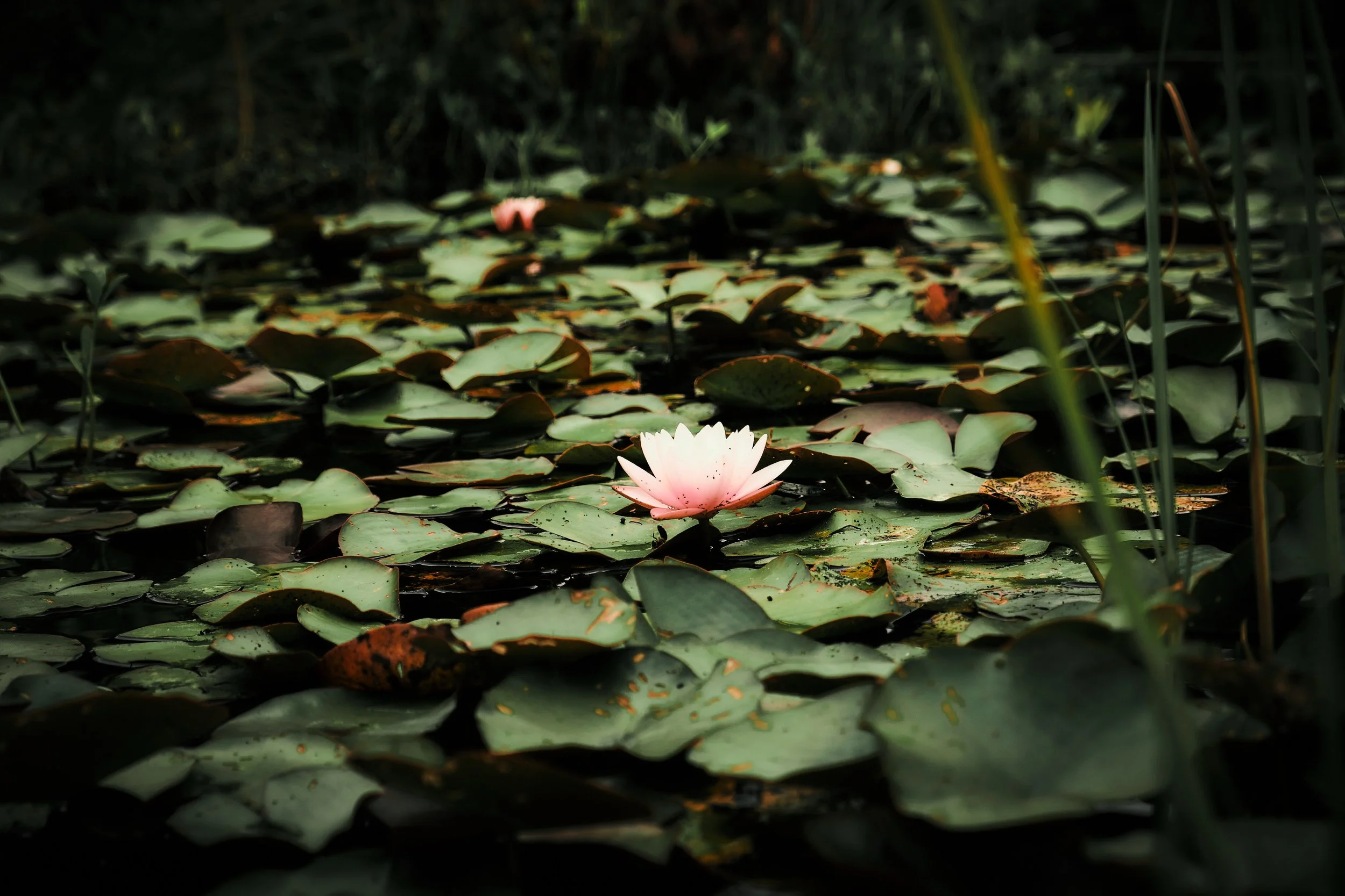 17.08.2026 Botanischer Garten (Anja) 9.jpg