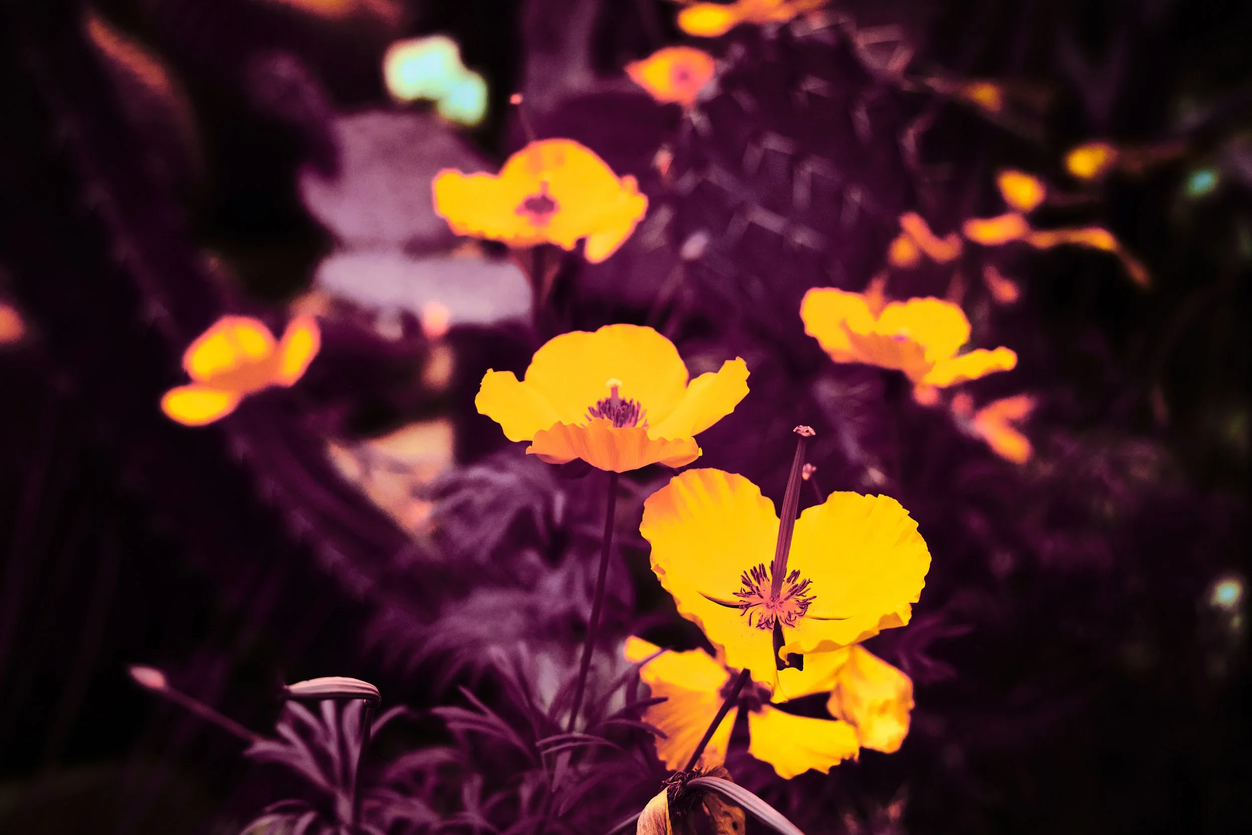 17.08.2026 Botanischer Garten 90.jpg