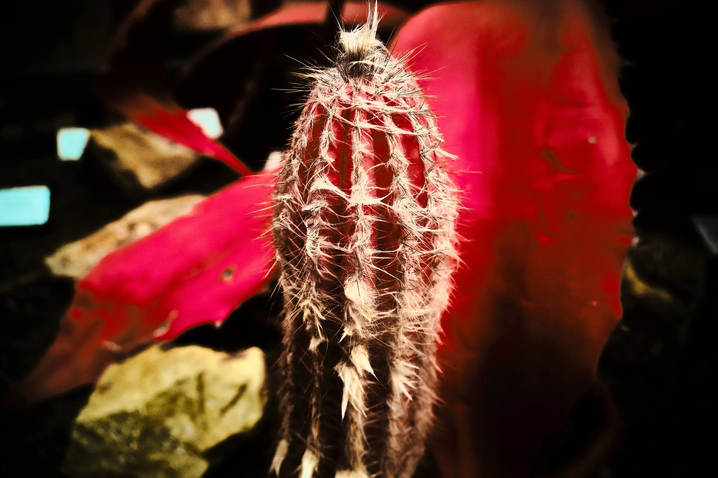 17.08.2026 Botanischer Garten 81.jpg