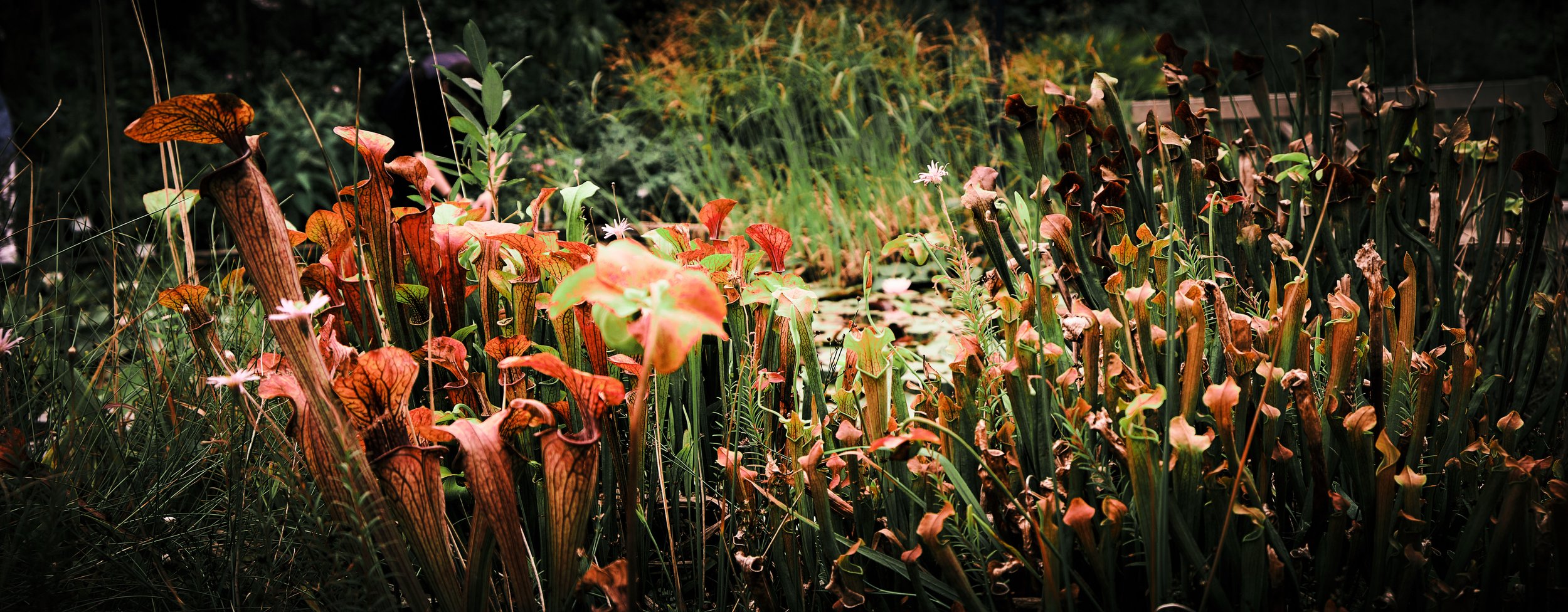 17.08.2026 Botanischer Garten (Anja) 8.jpg