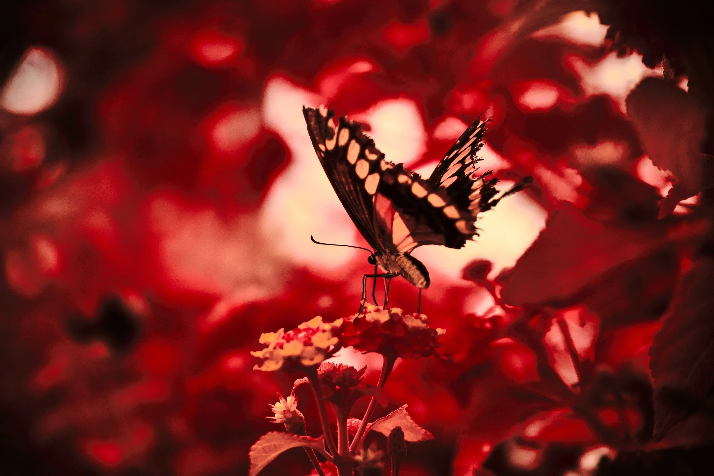 17.08.2026 Botanischer Garten 50.jpg