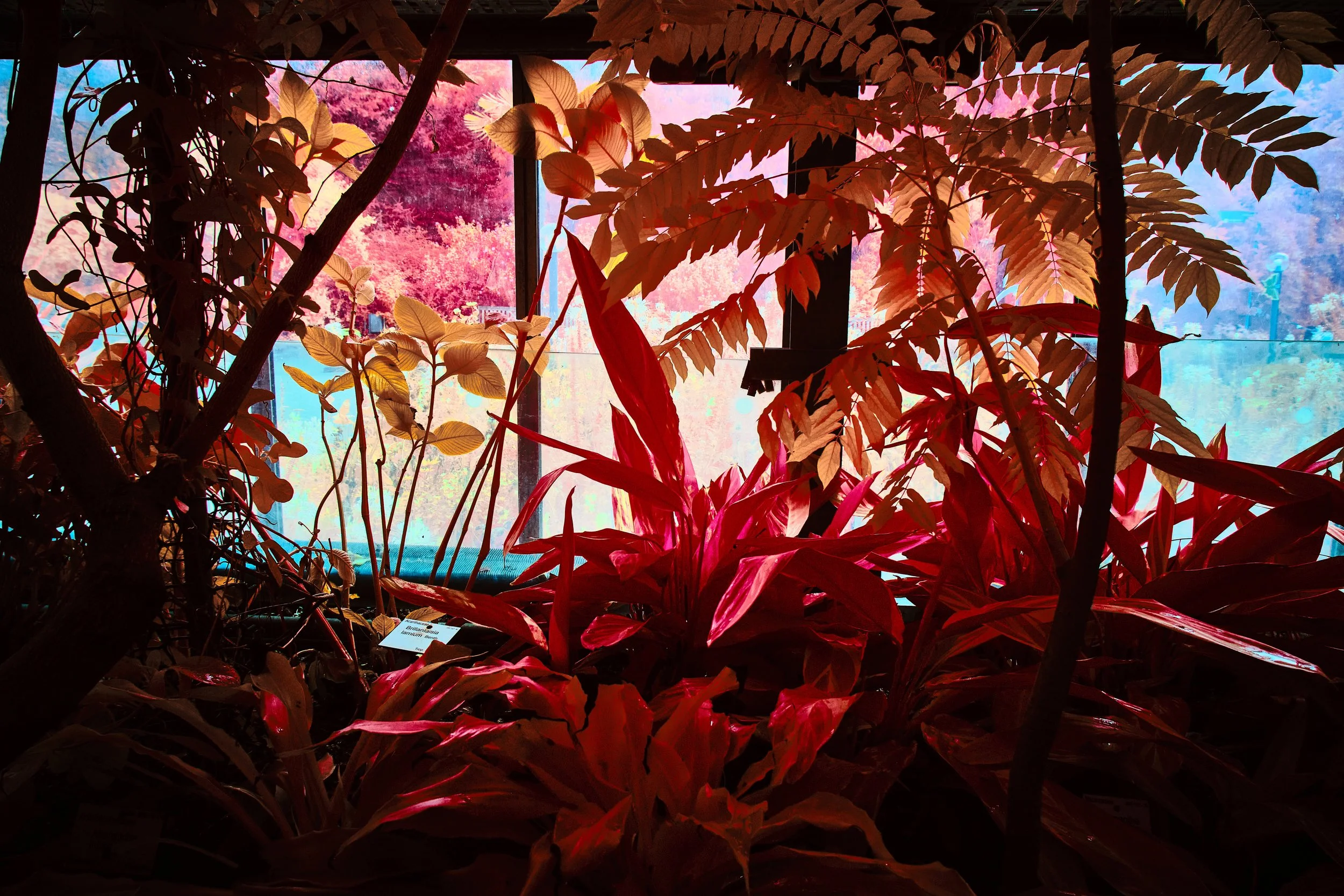 17.08.2026 Botanischer Garten 136.jpg