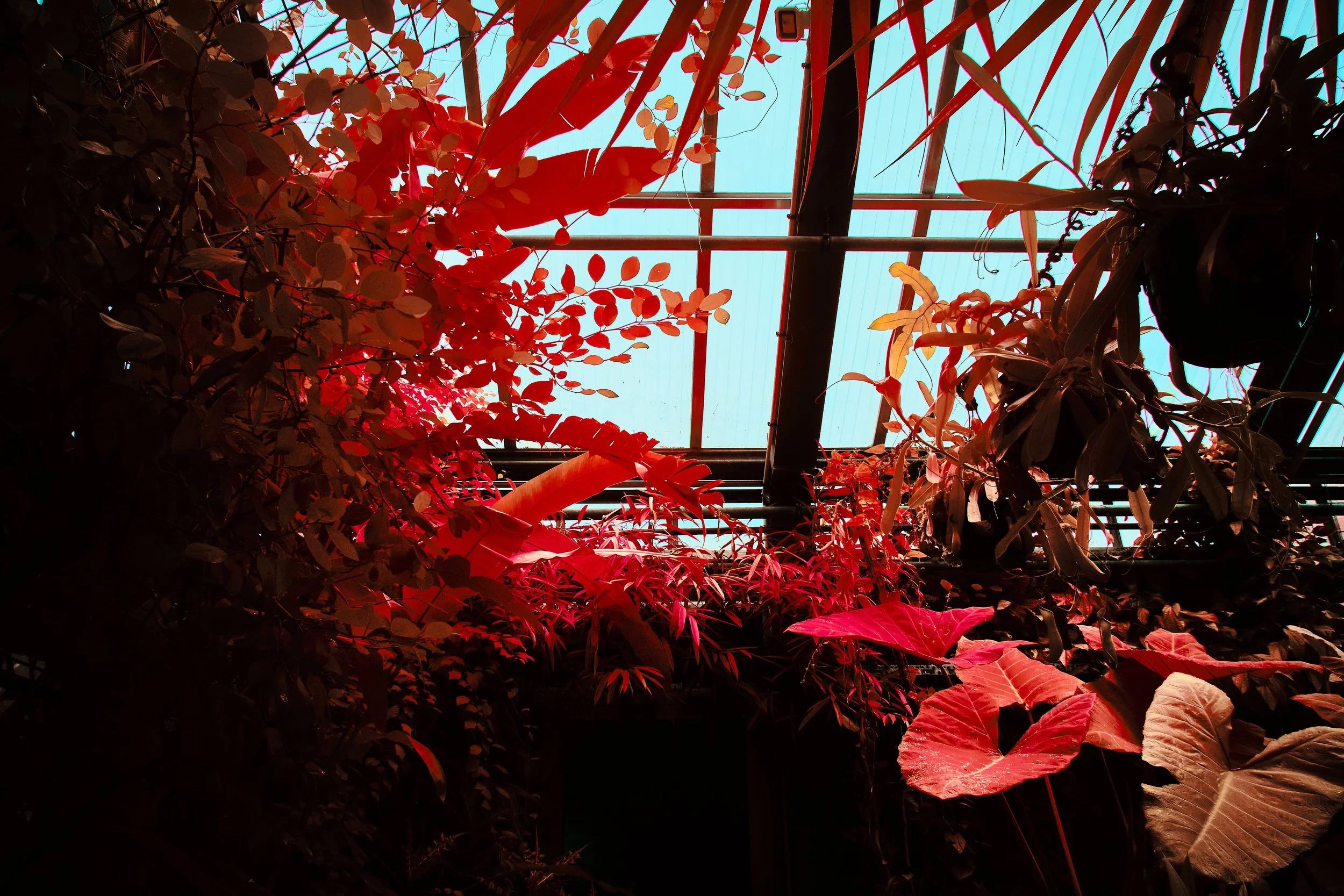 17.08.2026 Botanischer Garten 127.jpg