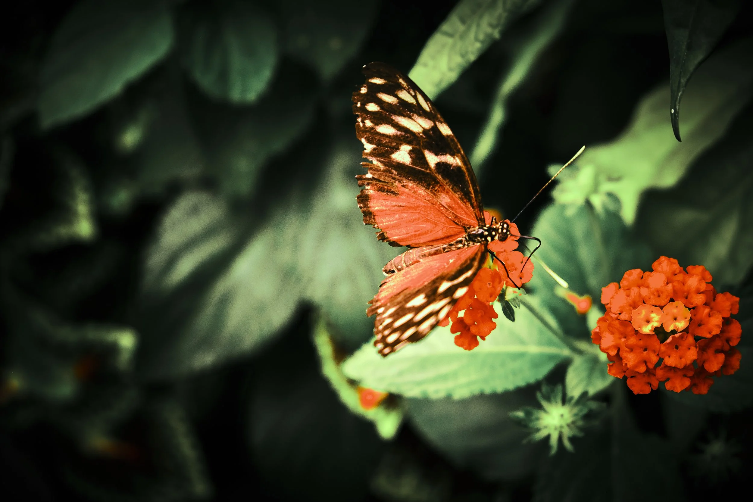 17.08.2026 Botanischer Garten (Anja) 39.jpg