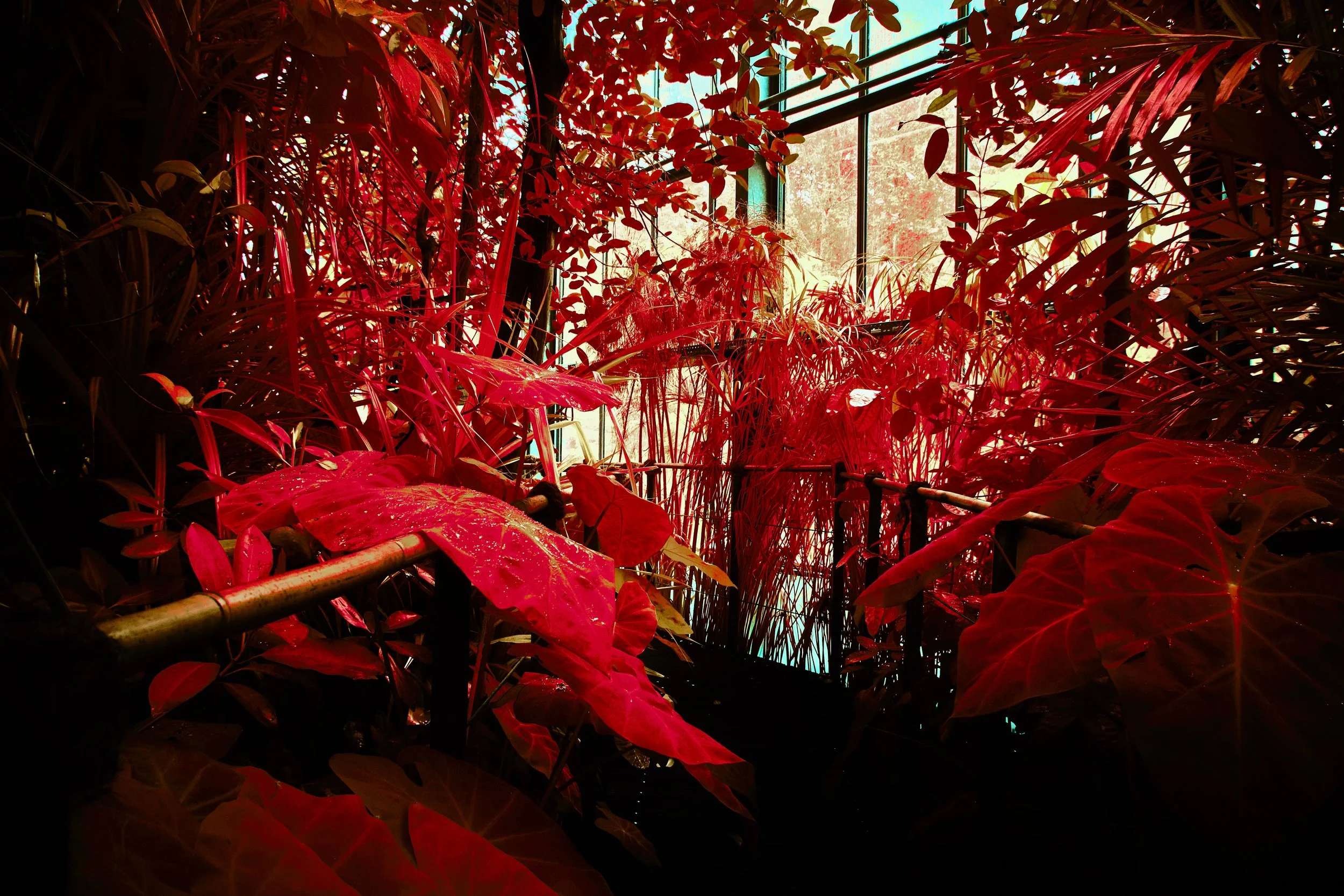 17.08.2026 Botanischer Garten 104.jpg