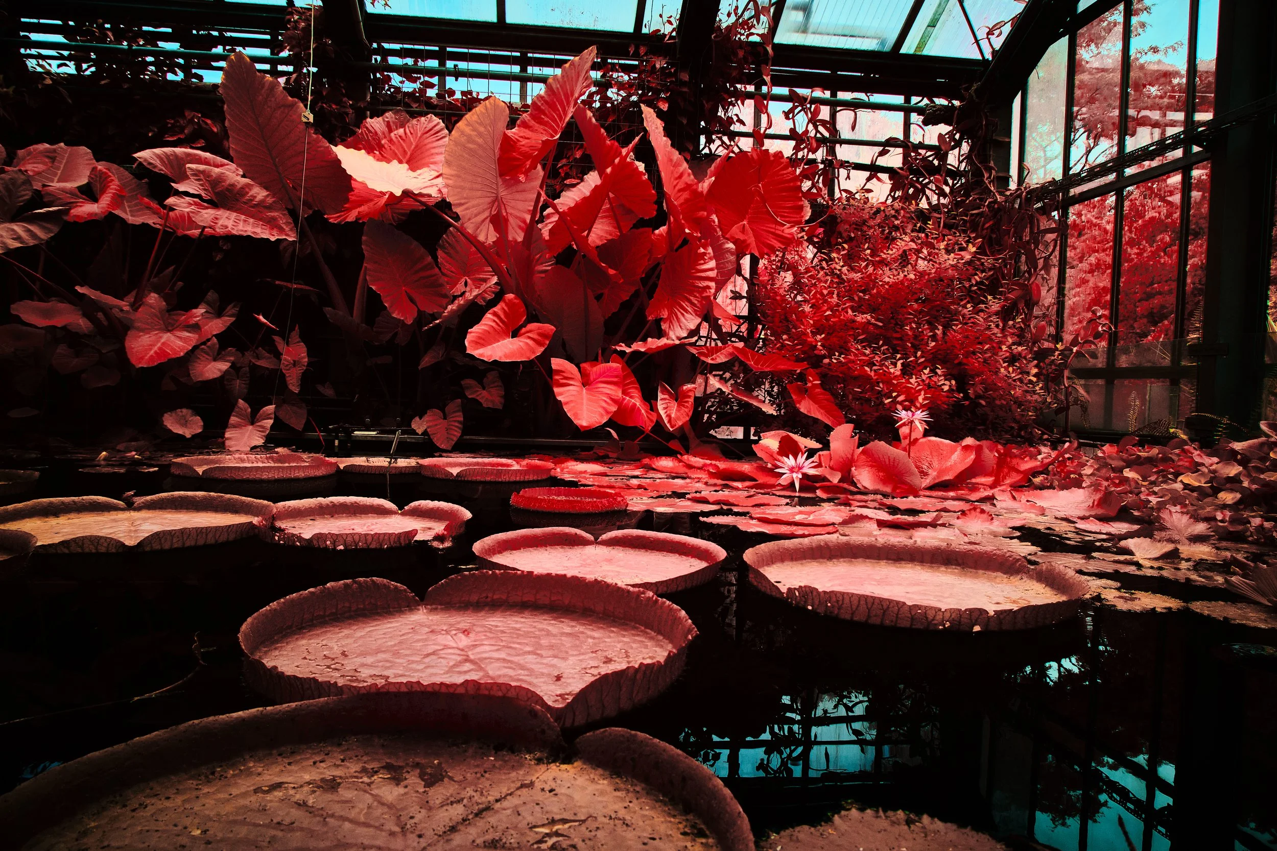17.08.2026 Botanischer Garten 116.jpg