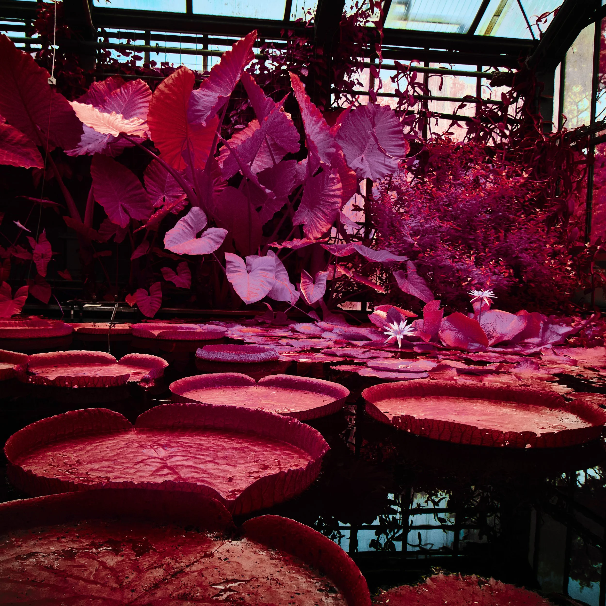 17.08.2026 Botanischer Garten 117.jpg