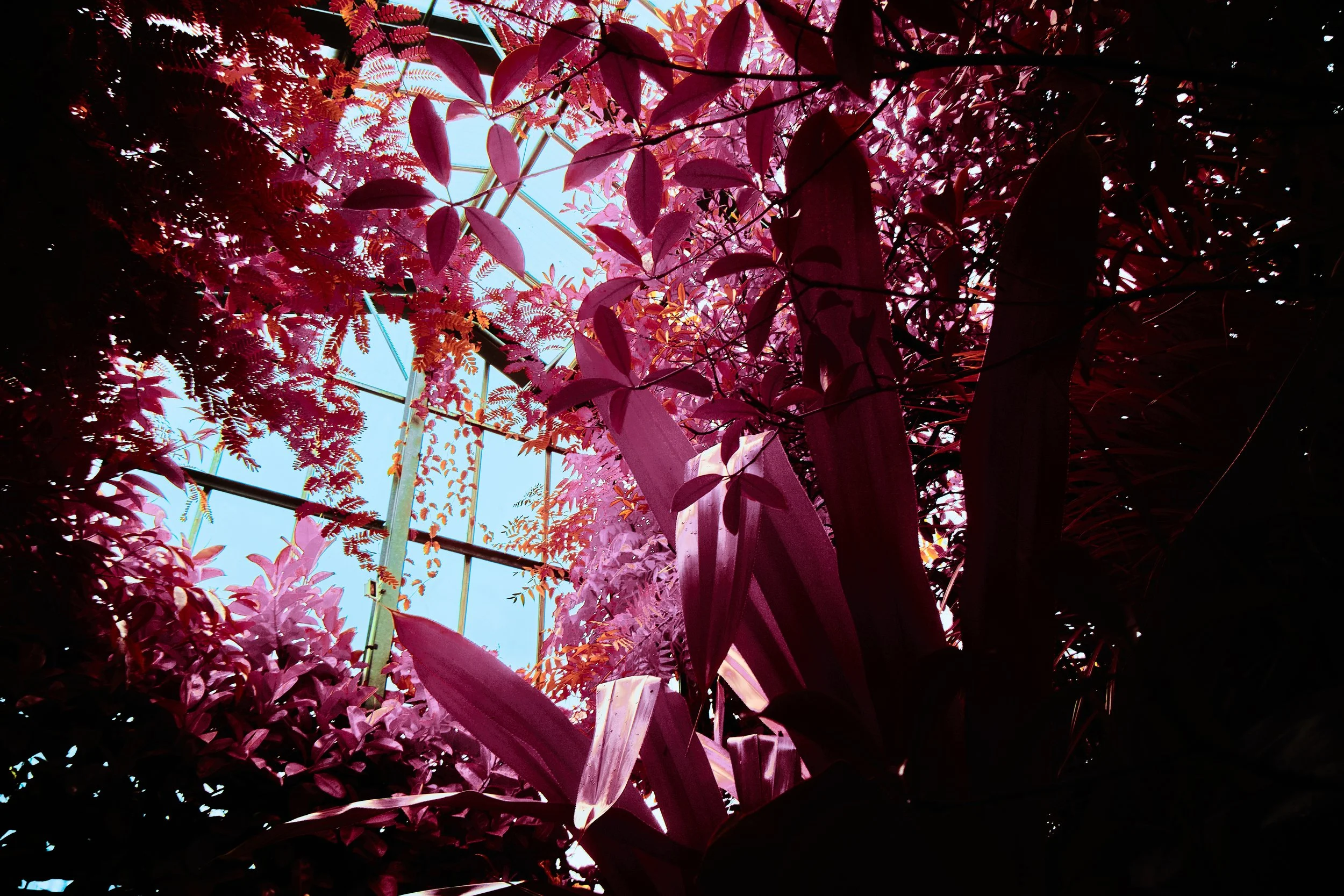 17.08.2026 Botanischer Garten 107.jpg