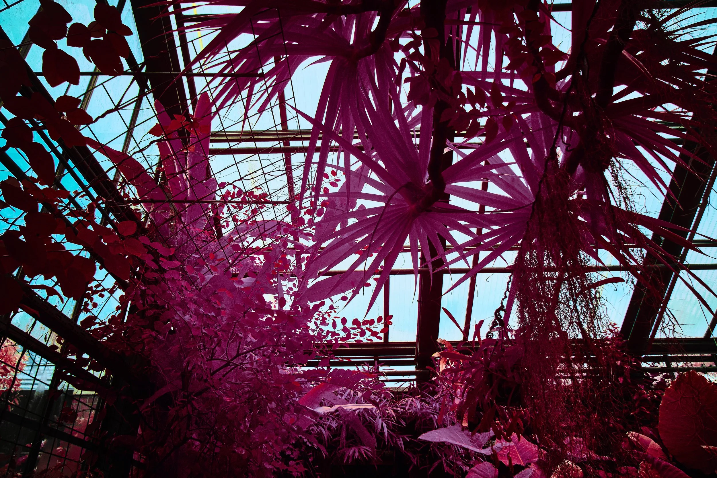 17.08.2026 Botanischer Garten 124.jpg