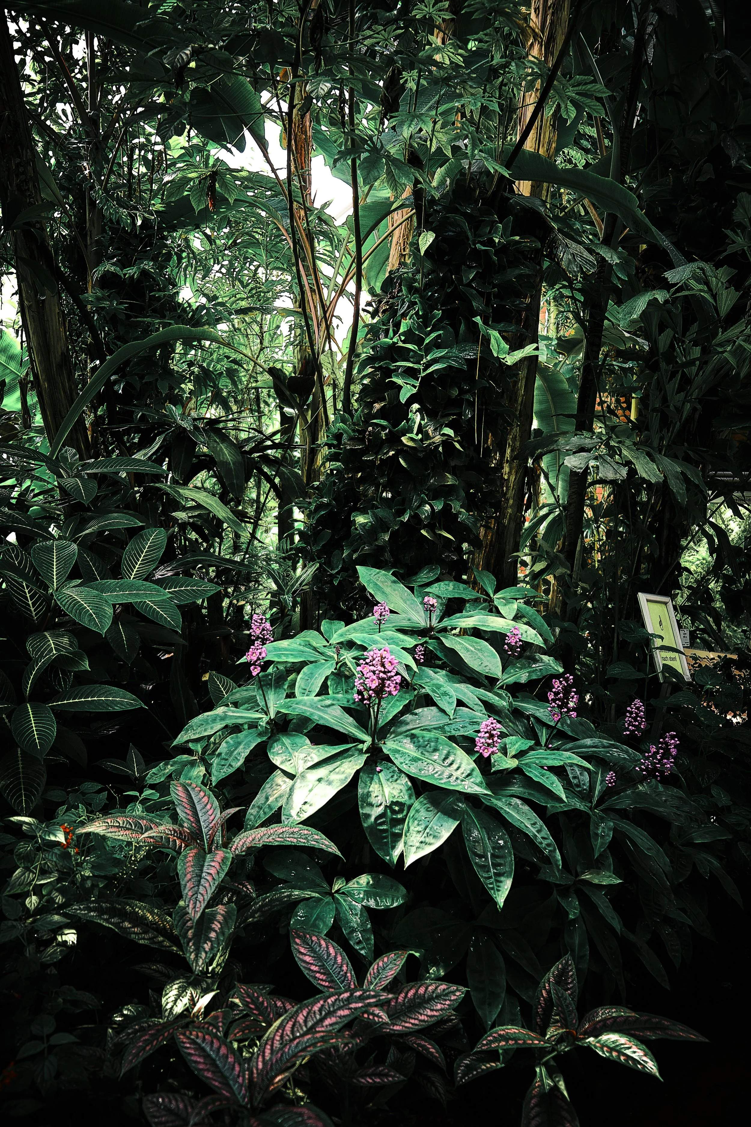 17.08.2026 Botanischer Garten (Anja) 72.jpg