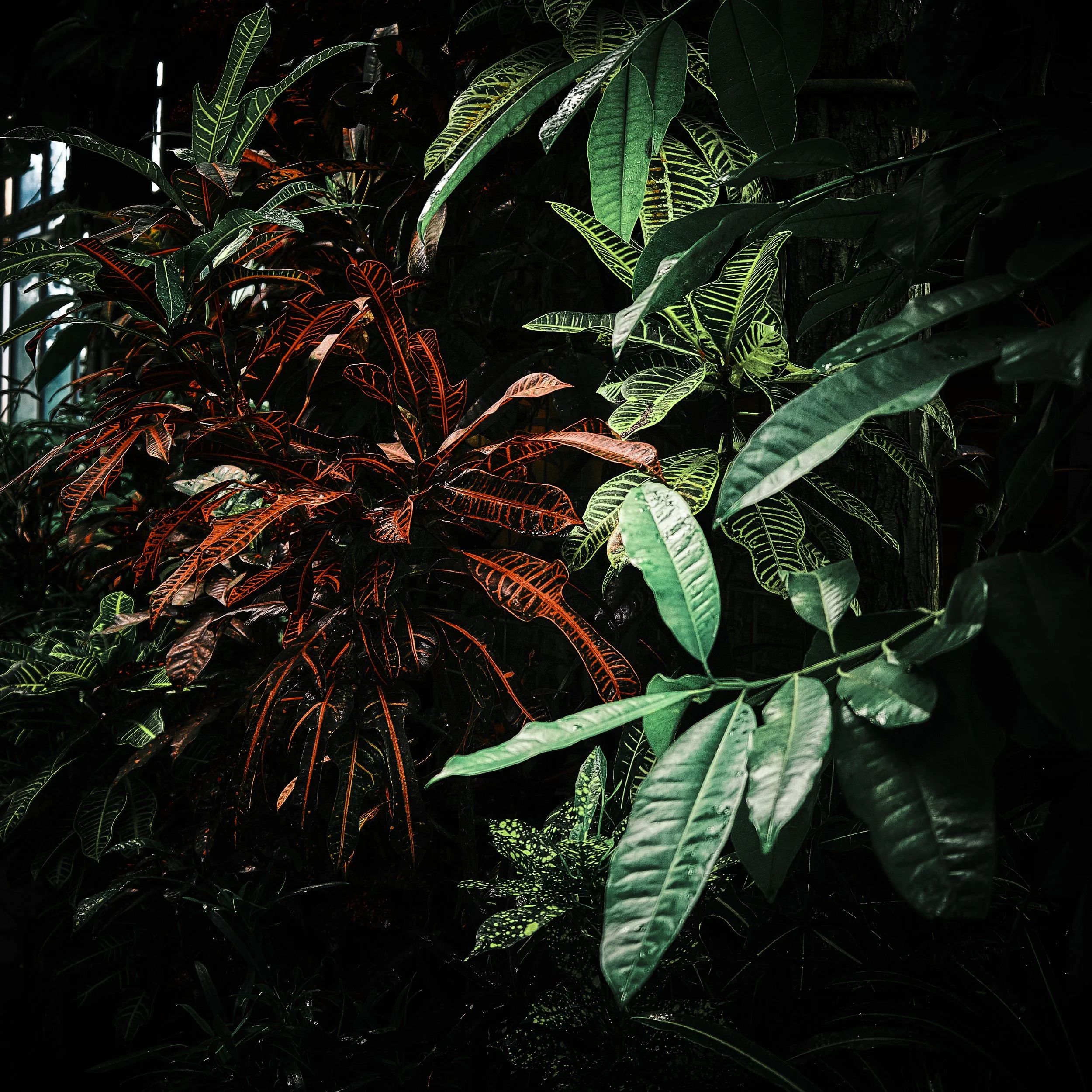 17.08.2026 Botanischer Garten (Anja) 62.jpg